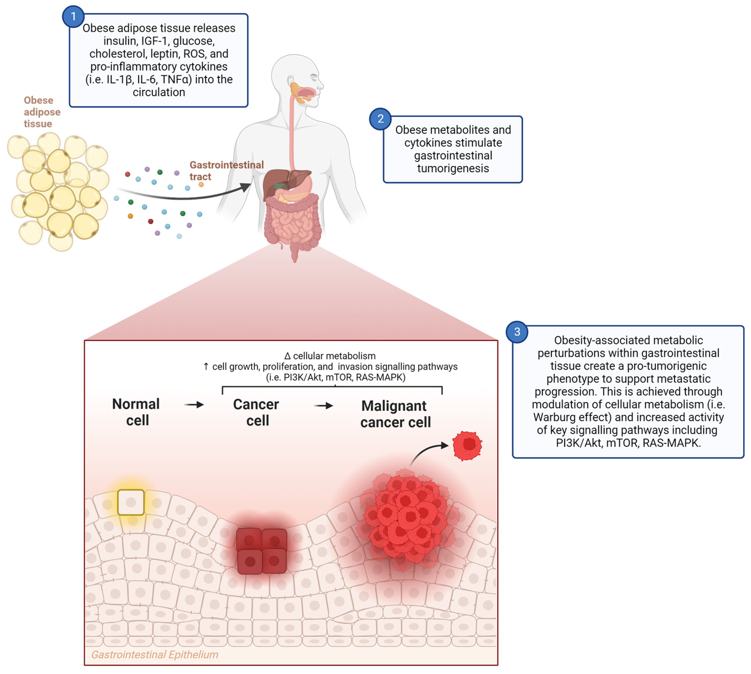 Metabolites | Free Full-Text | Obesity, Dietary Fats, and Gastrointestinal  Cancer Risk-Potential Mechanisms Relating to Lipid Metabolism and  Inflammation