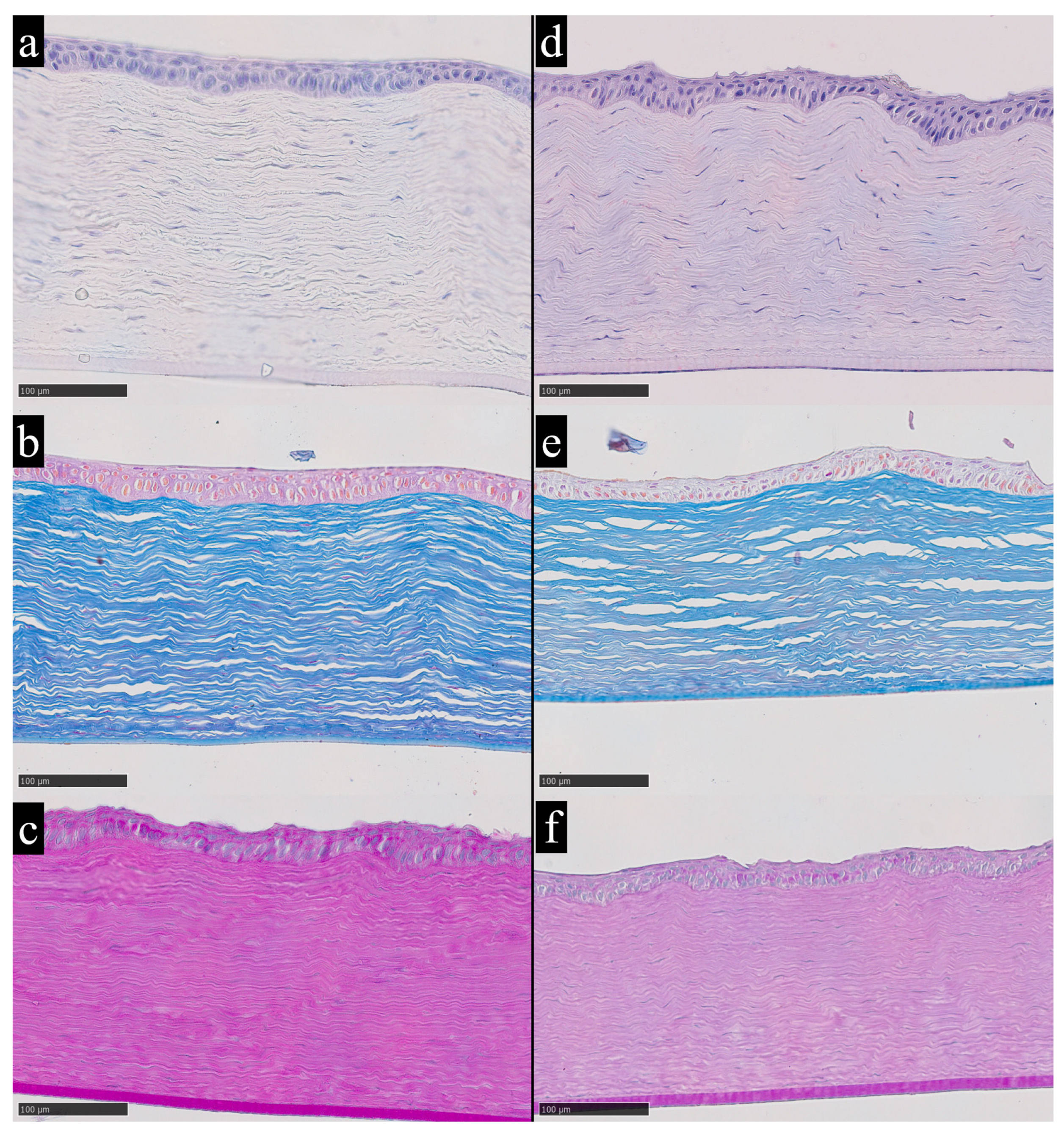 An Initial Assessment of Rabbit Cornea as a Biomarker of Trace-Element ...