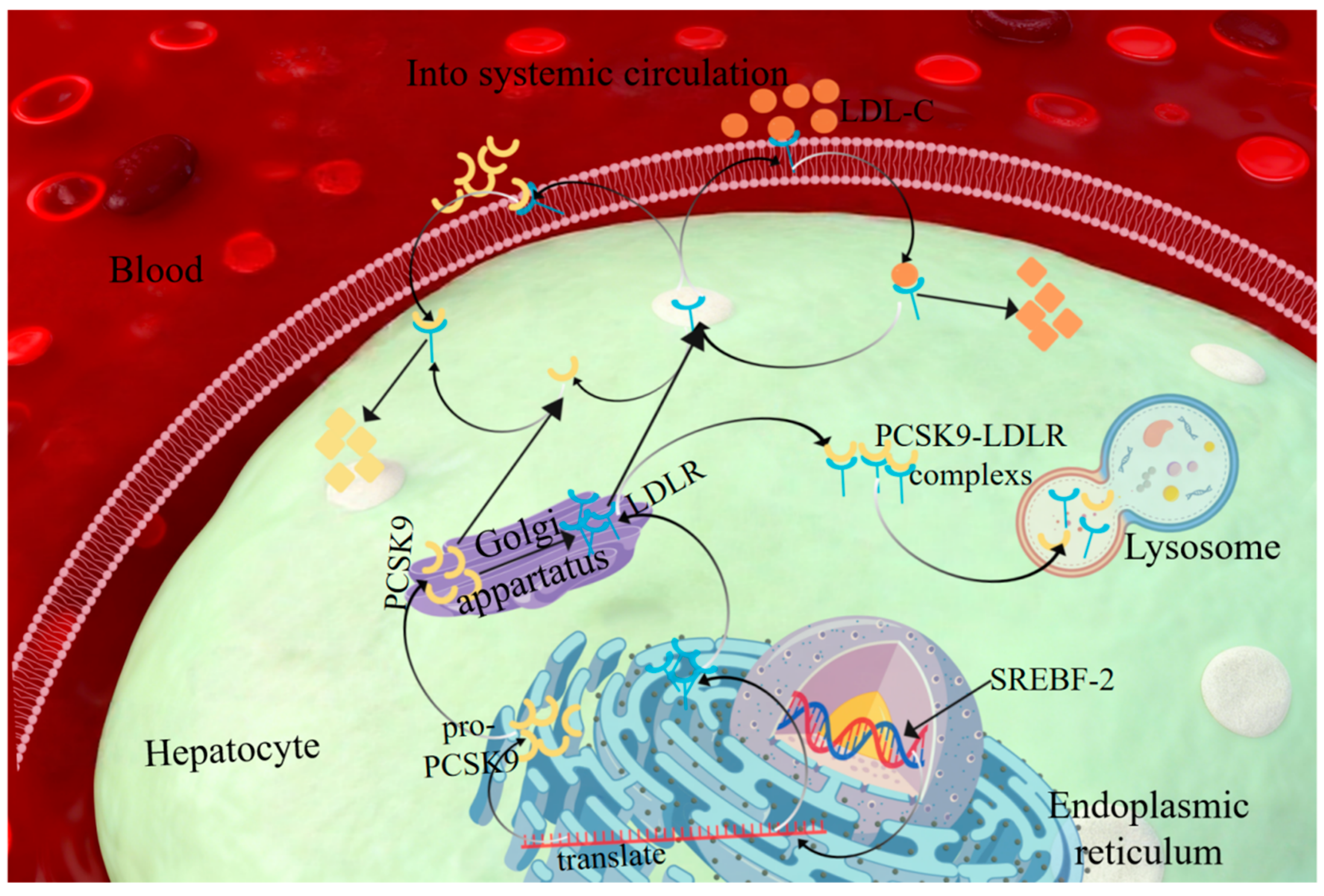 Polygoni Multiflori Radix Improves Dyslipidemia by Regulating ...