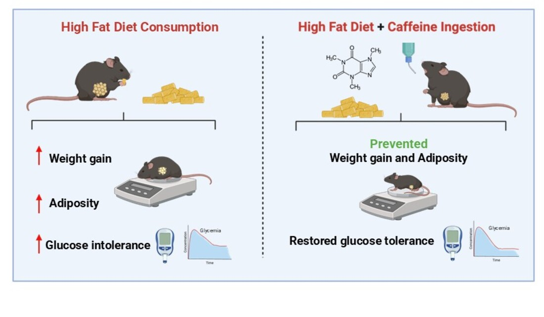 Chronic Caffeine Consumption Prevents Body Weight Gain and Glucose ...