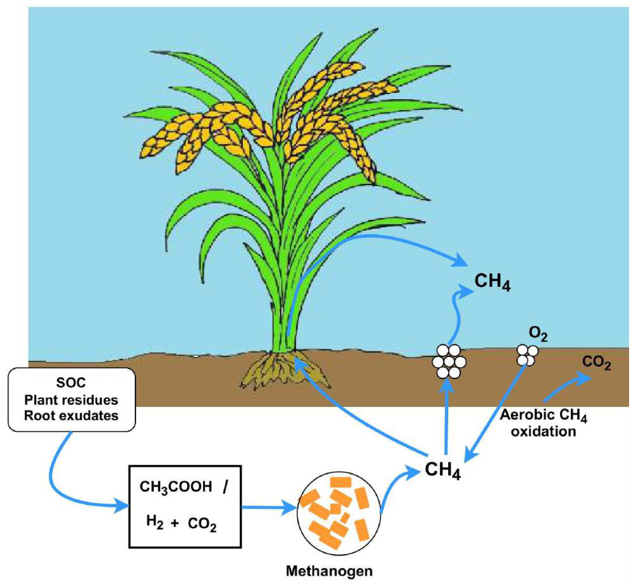 AI-Driven Methane Emission Prediction in Rice Paddies: A Machine ...