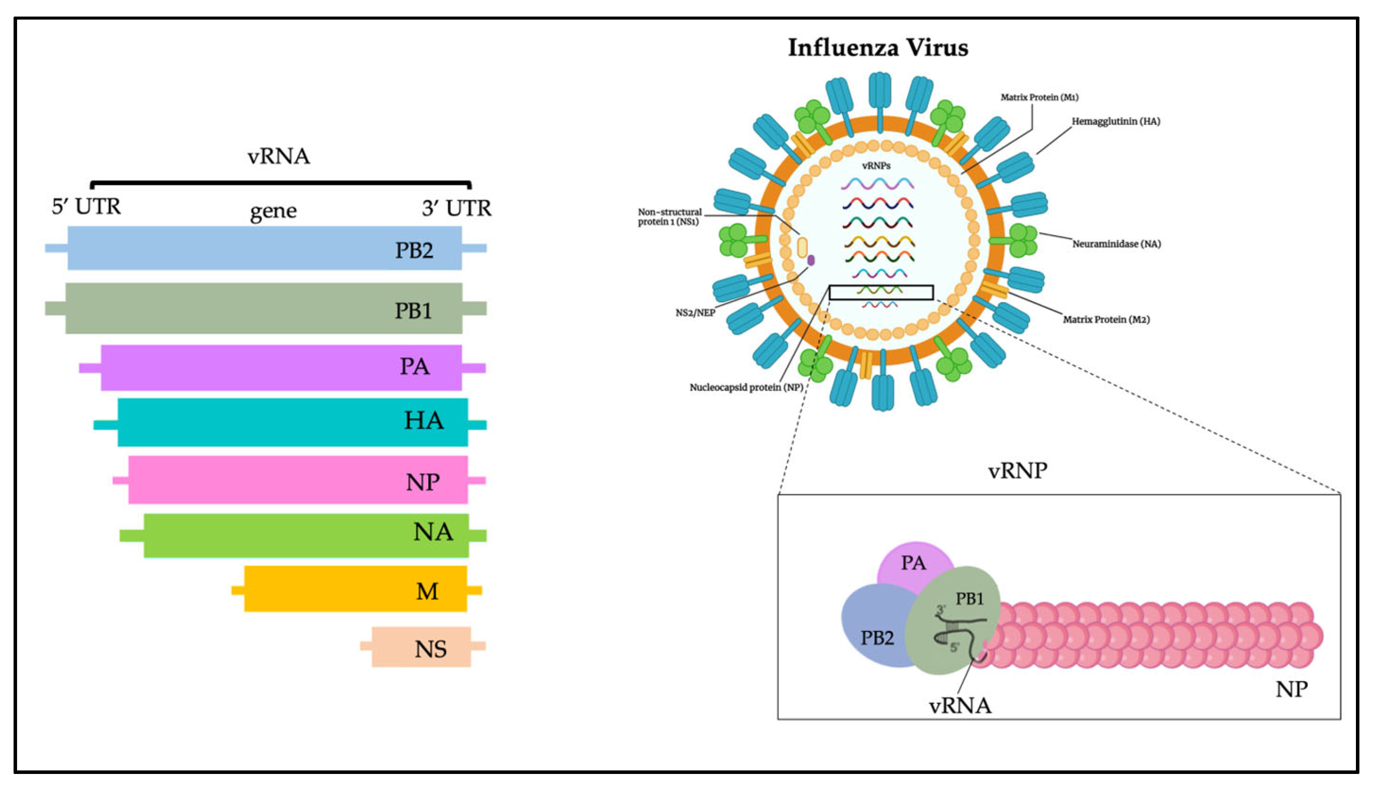 Microbiology Research Free Full Text Avian Influenza Could The 