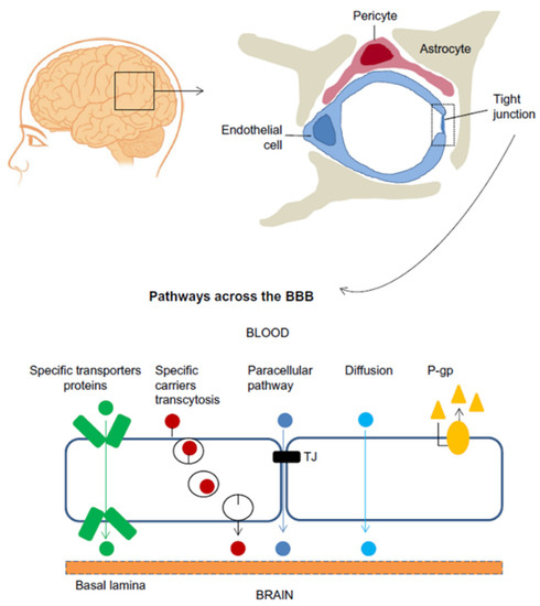 Recent Progress in Microfluidic Models of the Blood-Brain Barrier