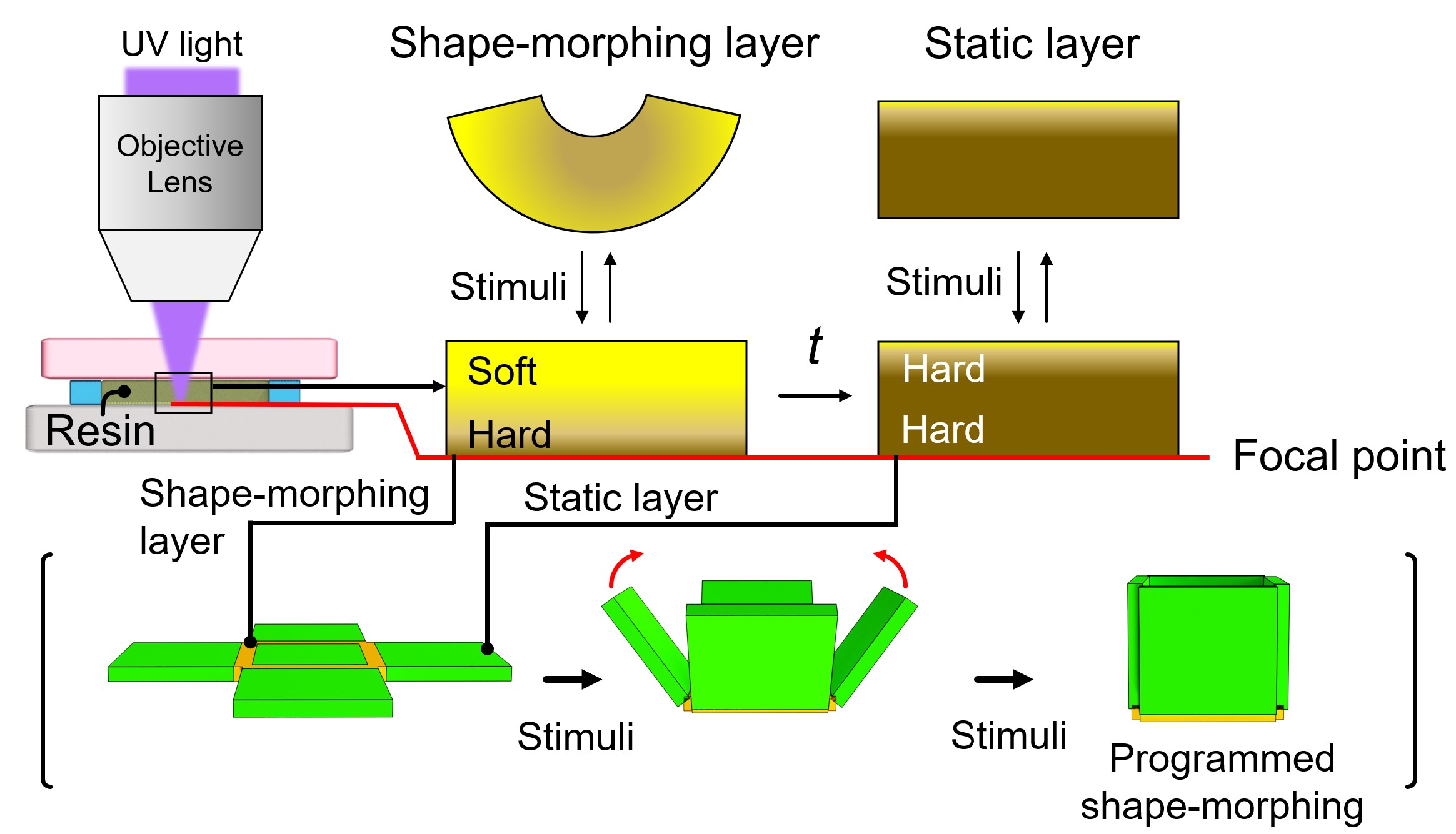 Shape morphing smart 3D actuator materials for micro soft robot