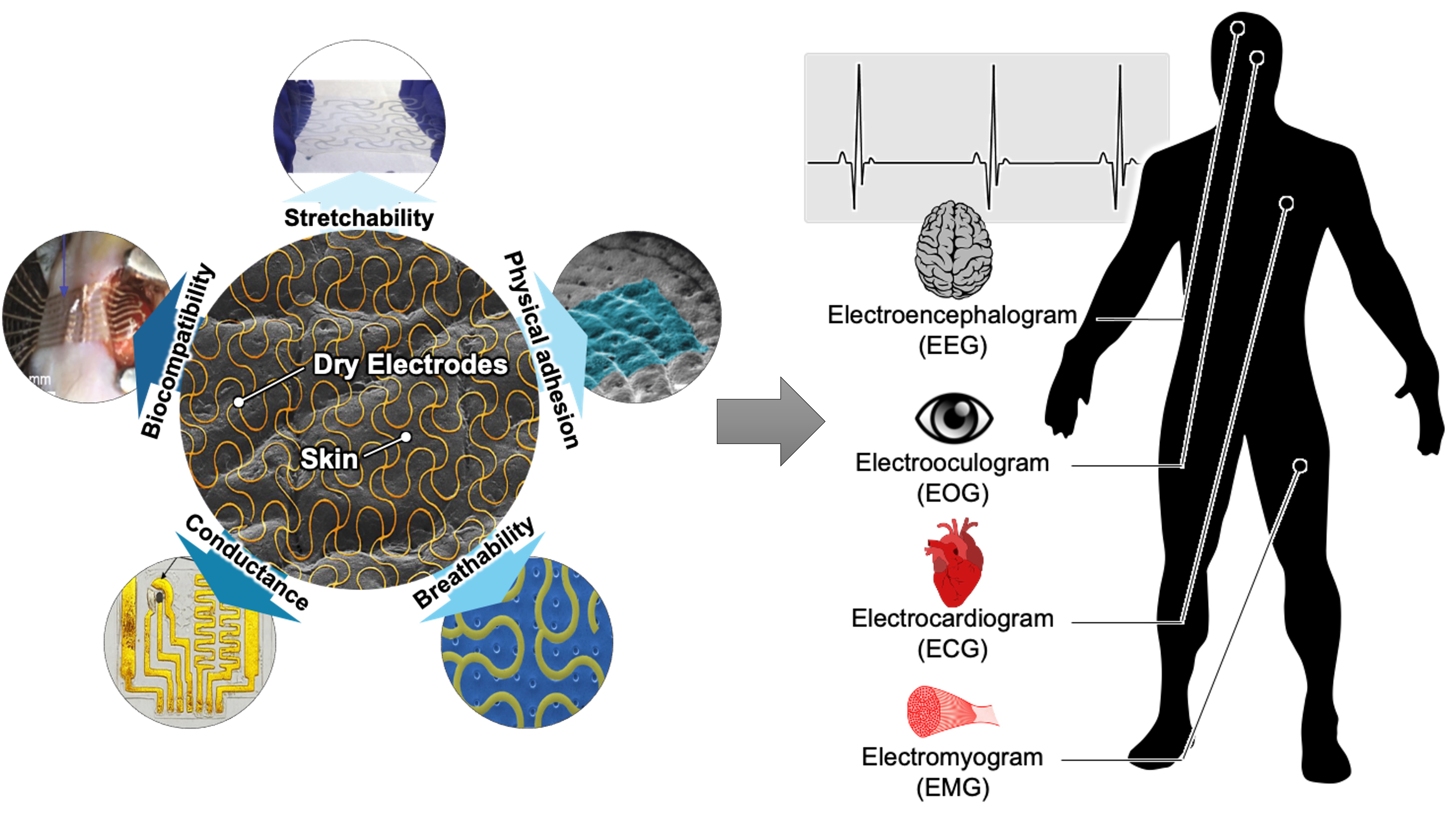 Mapping the Progress in Flexible Electrodes for Wearable