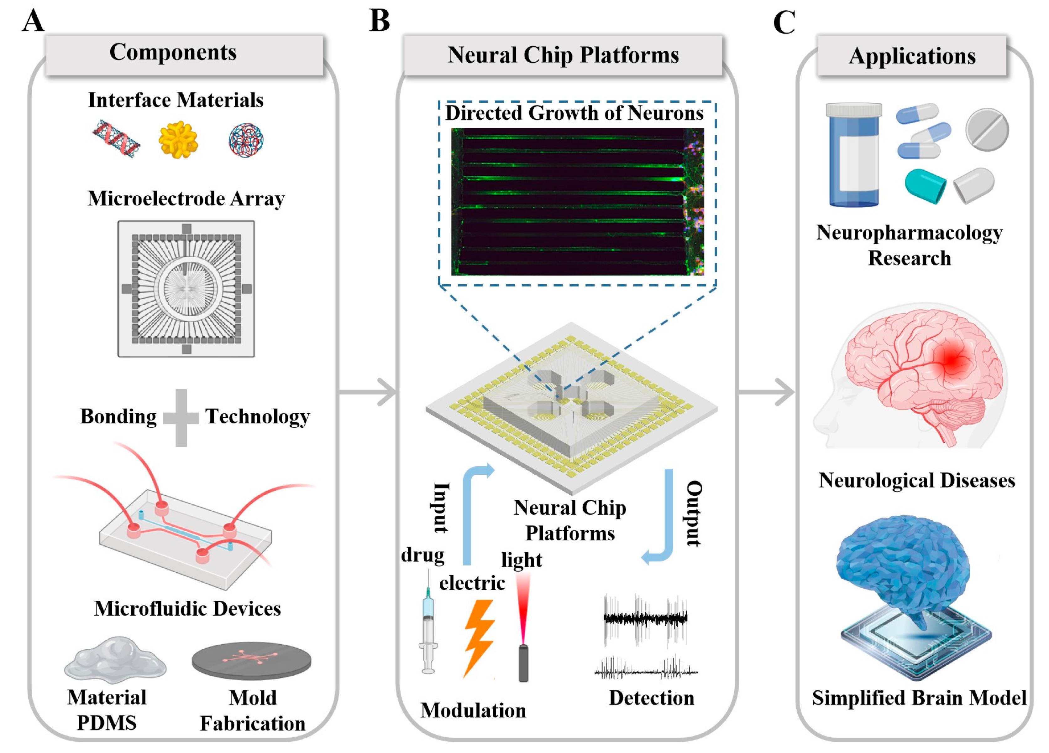 Neurons-on-a-Chip for Drug Development & Neurotoxicity