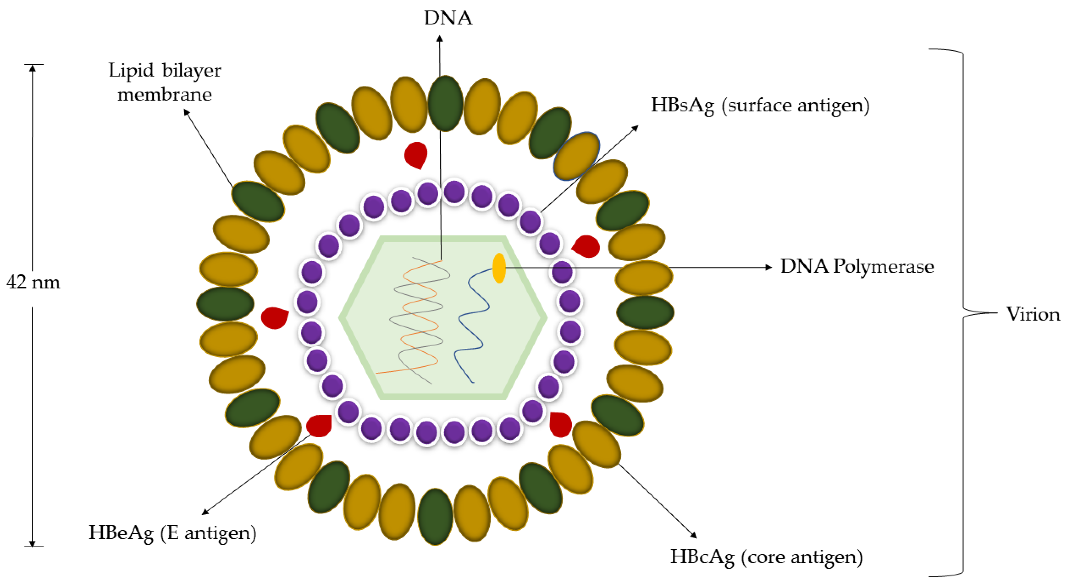 Micromachines Free Full Text Lateral Flow Assay For Hepatitis B 