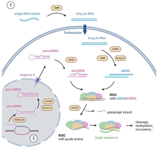 Micromachines | Free Full-Text | Basic Principles of RNA