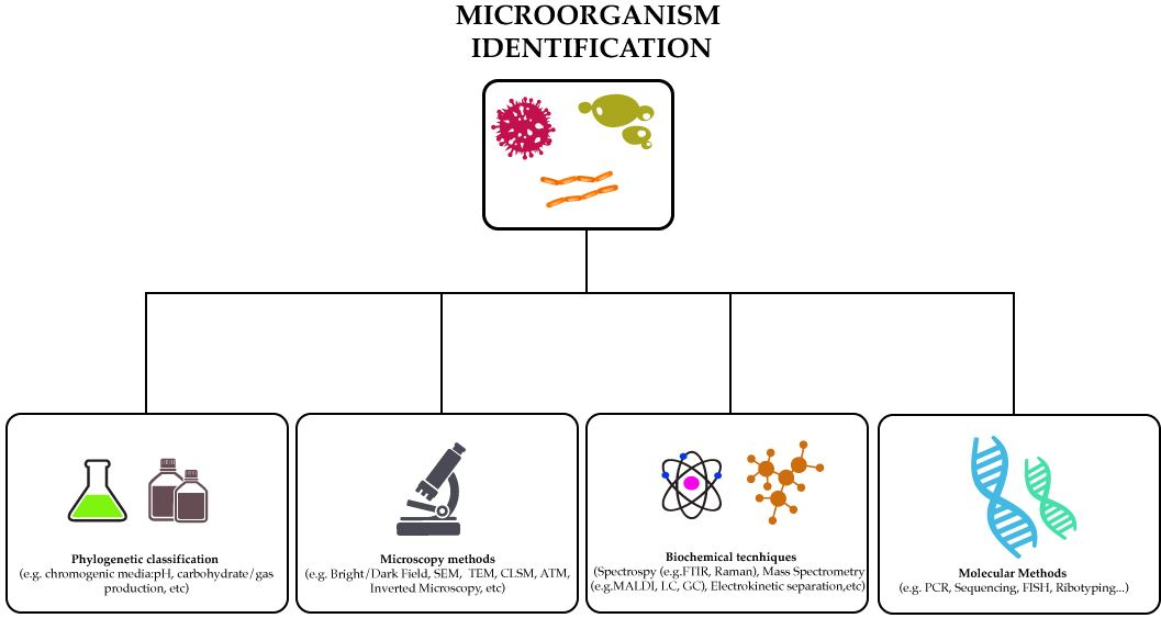 Identifying Microbes. 9 Bacterial Identification Methods
