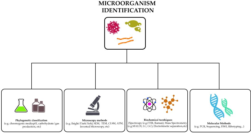 Microorganisms, Free Full-Text