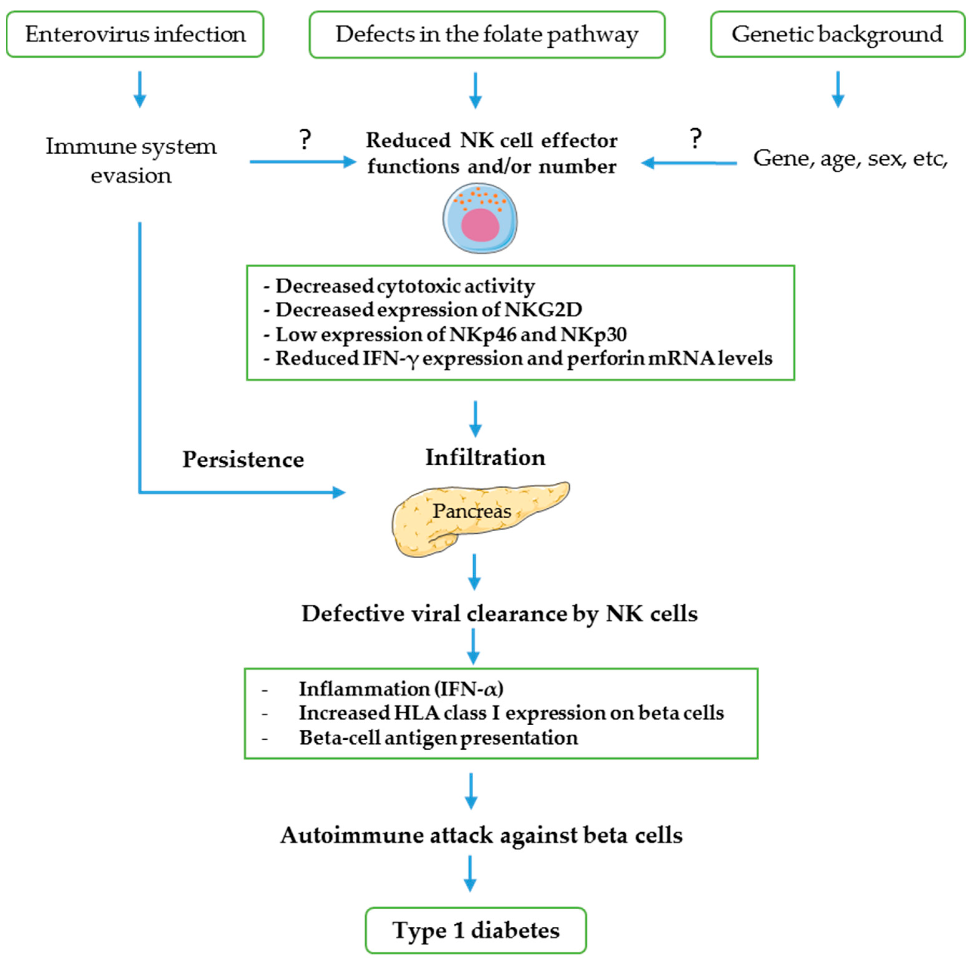 Microorganisms Free Full-Text Enteroviral Pathogenesis of Type 1 Diabetes The Role of Natural Killer Cells