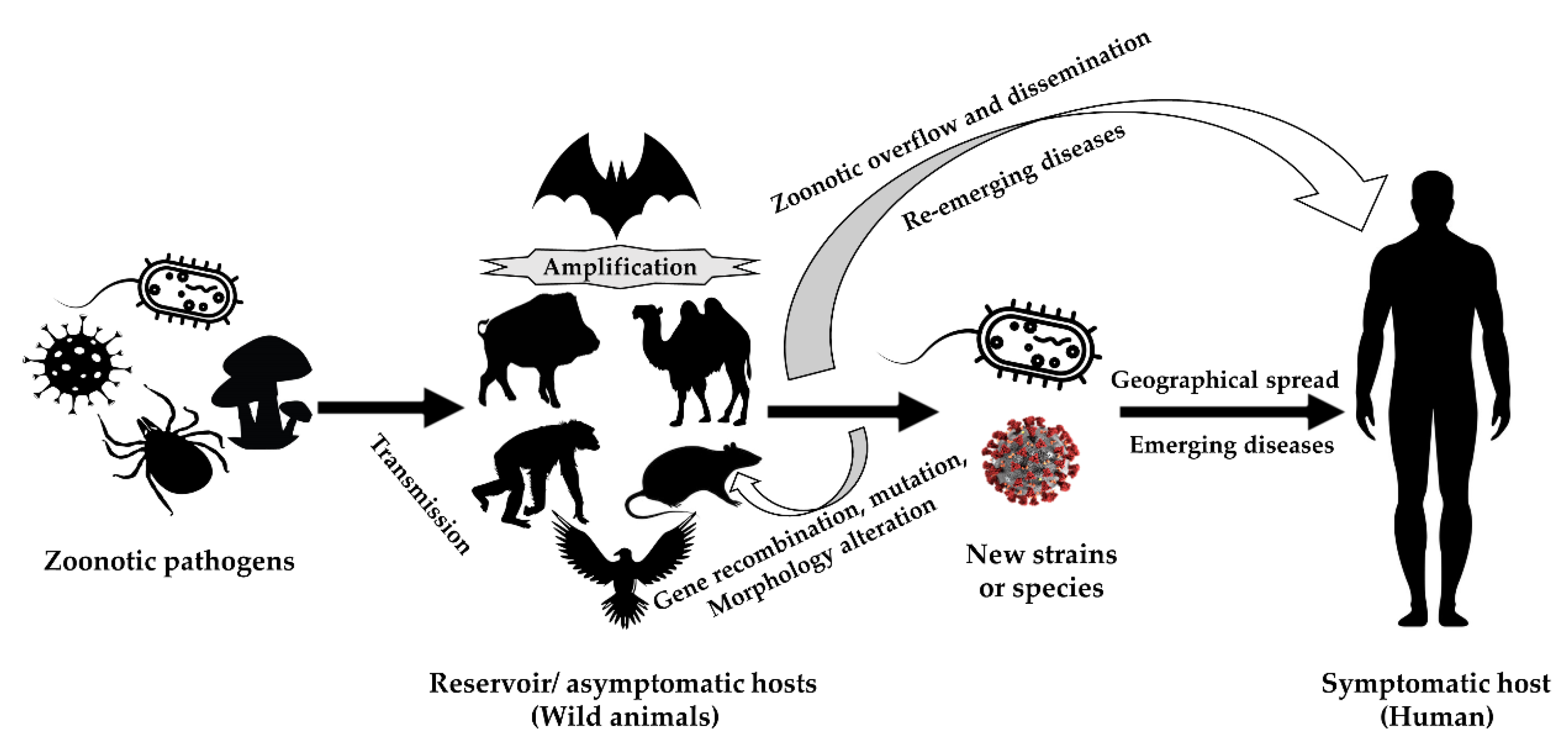 Microorganisms | Free Full-Text | Zoonotic Diseases: Etiology, Impact, and  Control