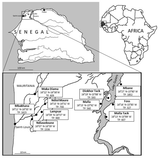 Prevalence and Subtype Distribution of Blastocystis sp. in Senegalese ...