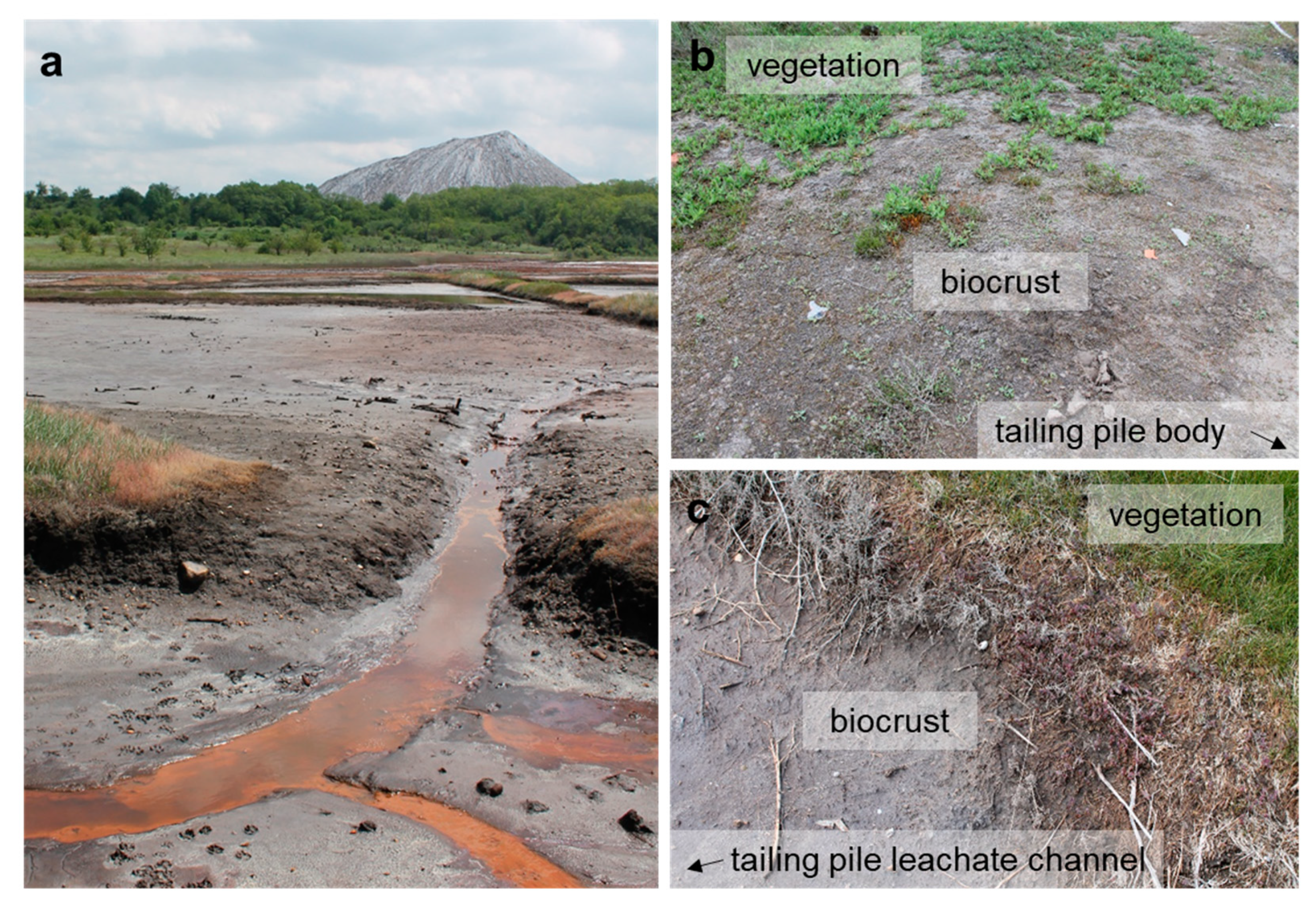 Tamil Solution] Do you think shape of chloroplast is unique for algae