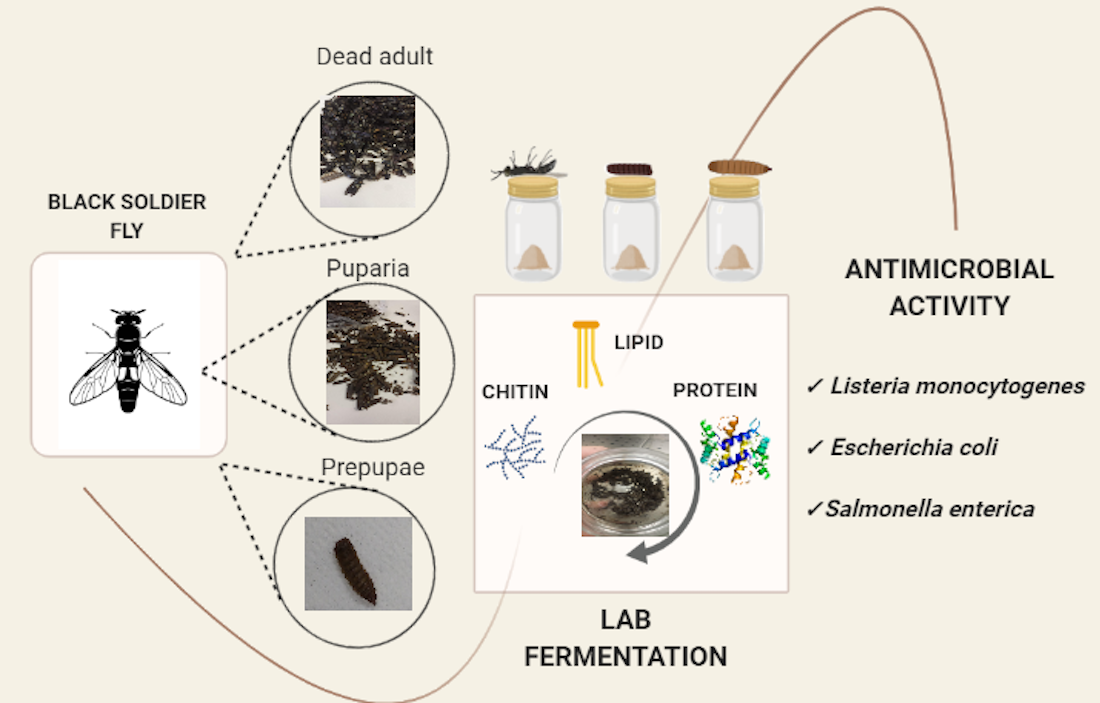 Microorganisms | Free Full-Text | Antimicrobial Biomasses from Lactic Acid Fermentation of Black Soldier Fly Prepupae and Related By-Products