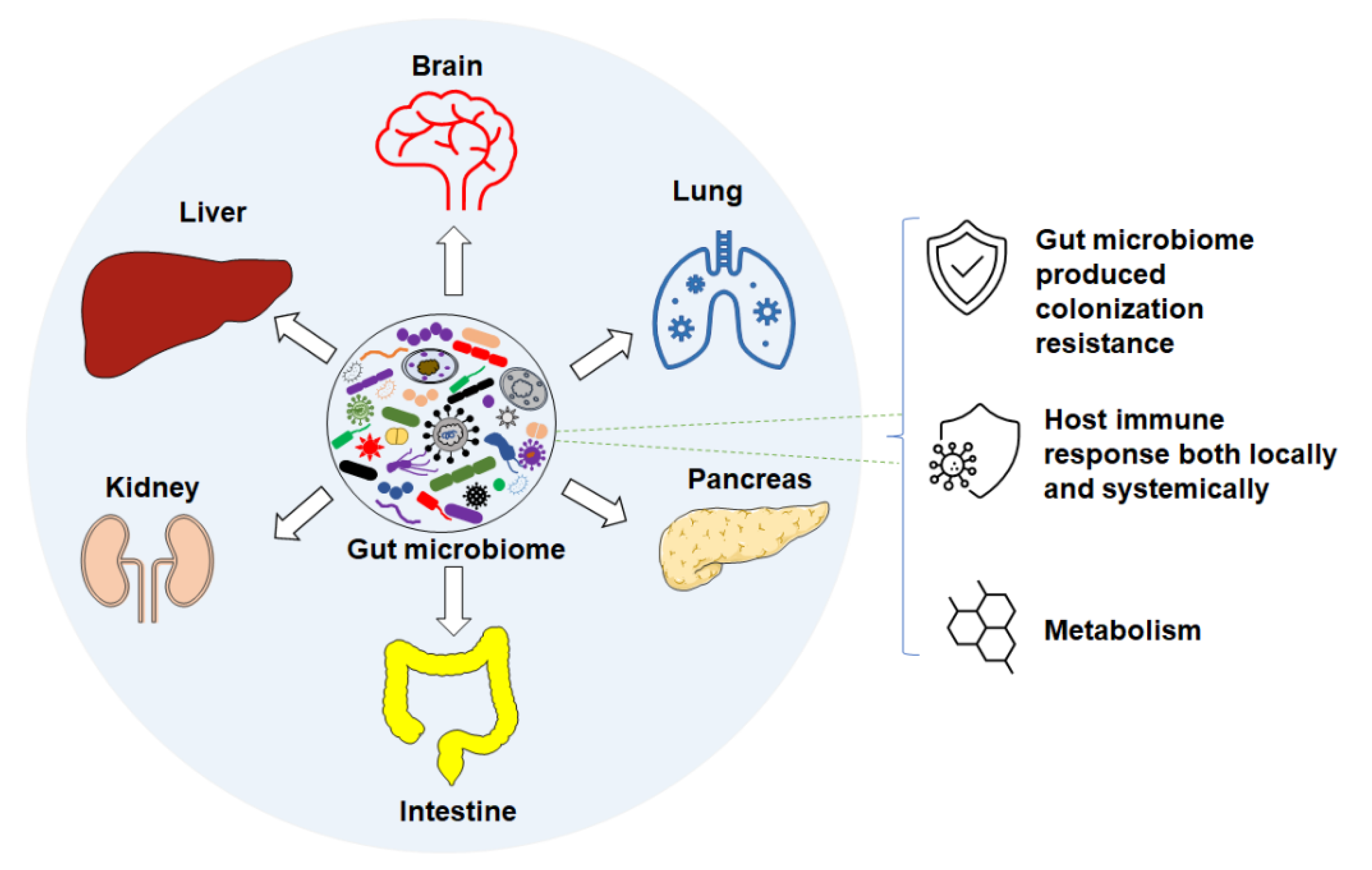 Microorganisms | Free Full-Text | Consideration of Gut Microbiome in Murine  Models of Diseases