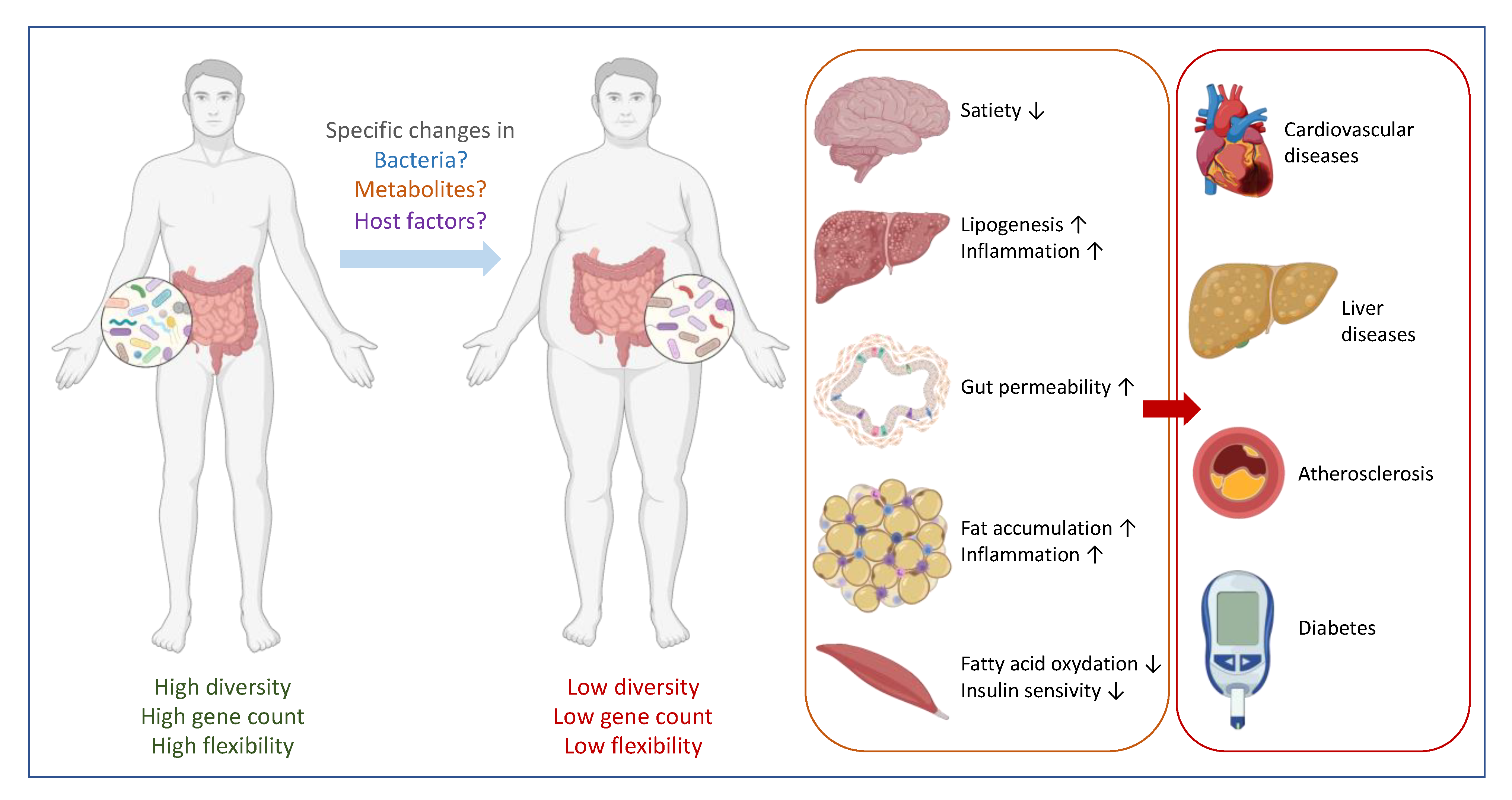 Microorganisms | Free Full-Text | Gut Microbiota and Host Metabolism: From  Proof of Concept to Therapeutic Intervention