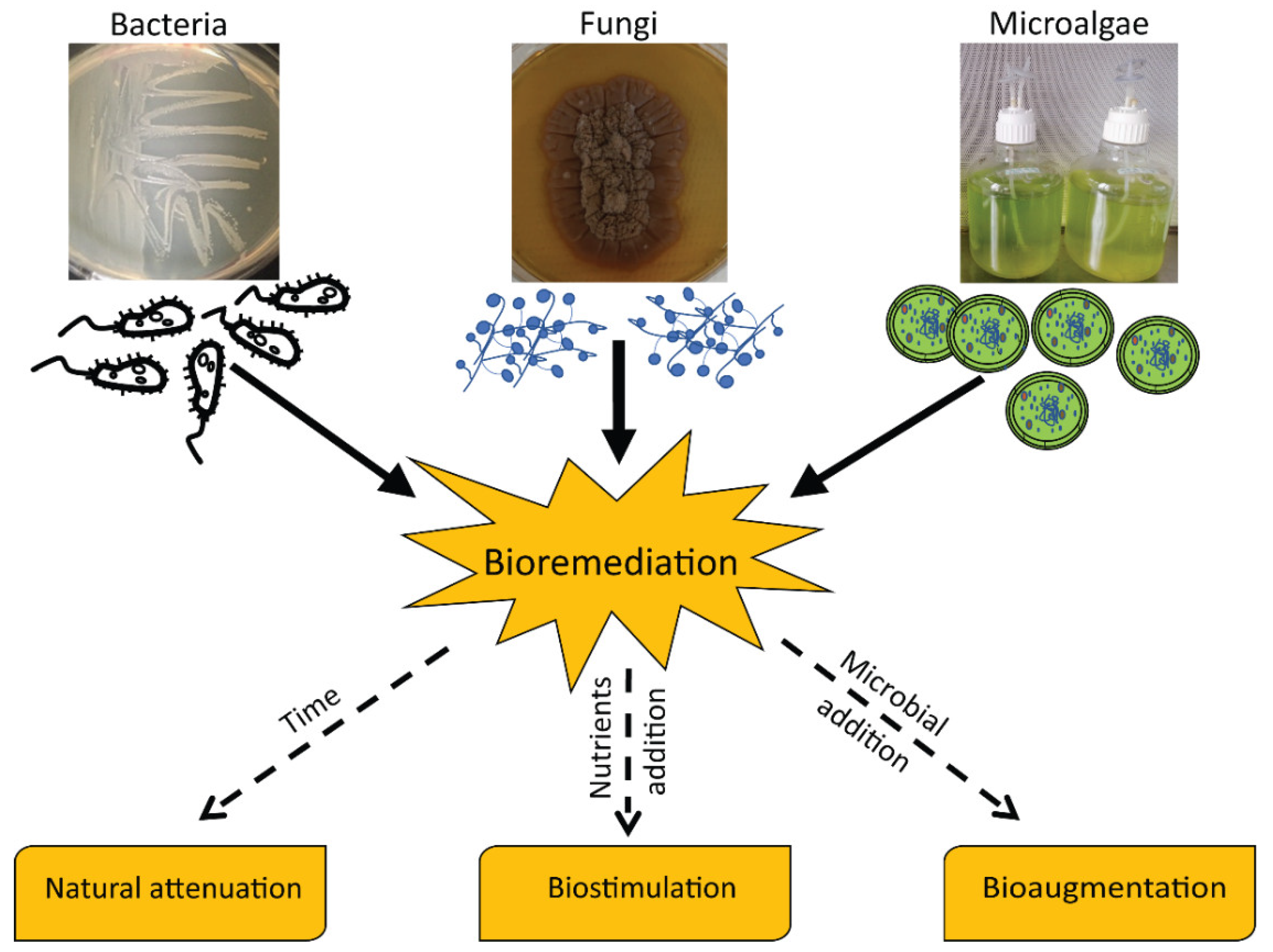 Integrating Biochar, Bacteria, and Plants for Sustainable Remediation of  Soils Contaminated with Organic Pollutants