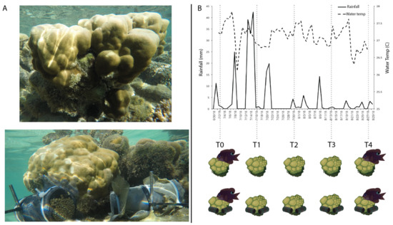 Immunity on the reef: Staghorn coral, its symbionts, and white