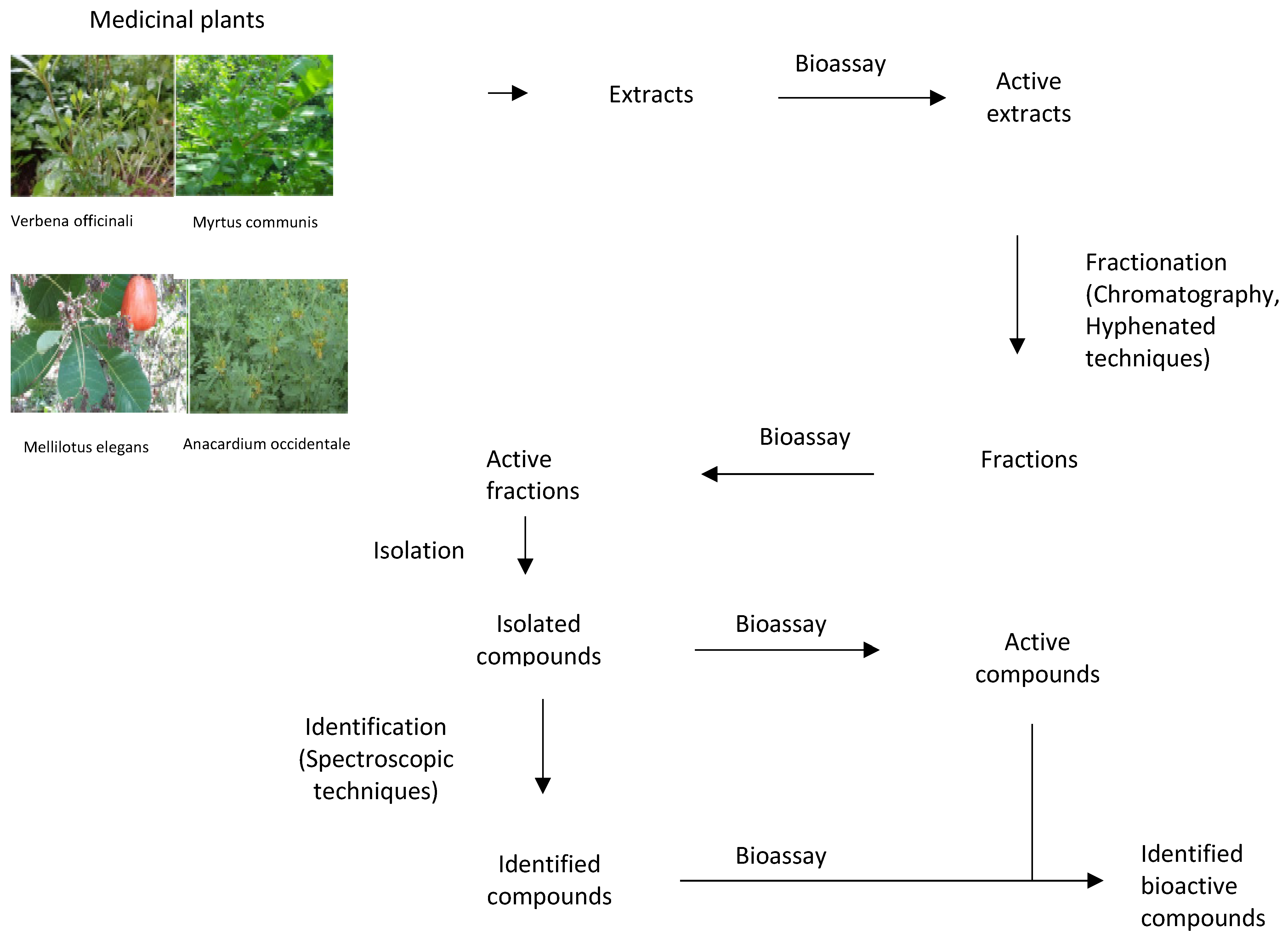 research paper on antimicrobial activity of medicinal plants