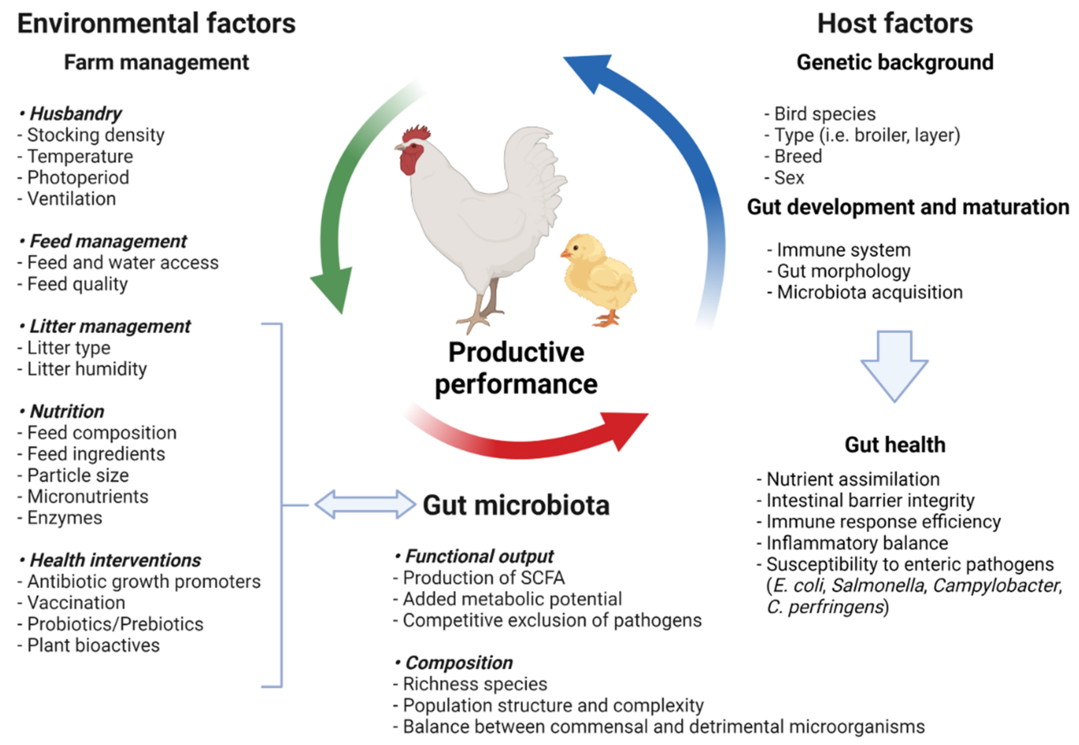 Microorganisms | Free Full-Text | Probiotics, Prebiotics, and Phytogenic  Substances for Optimizing Gut Health in Poultry