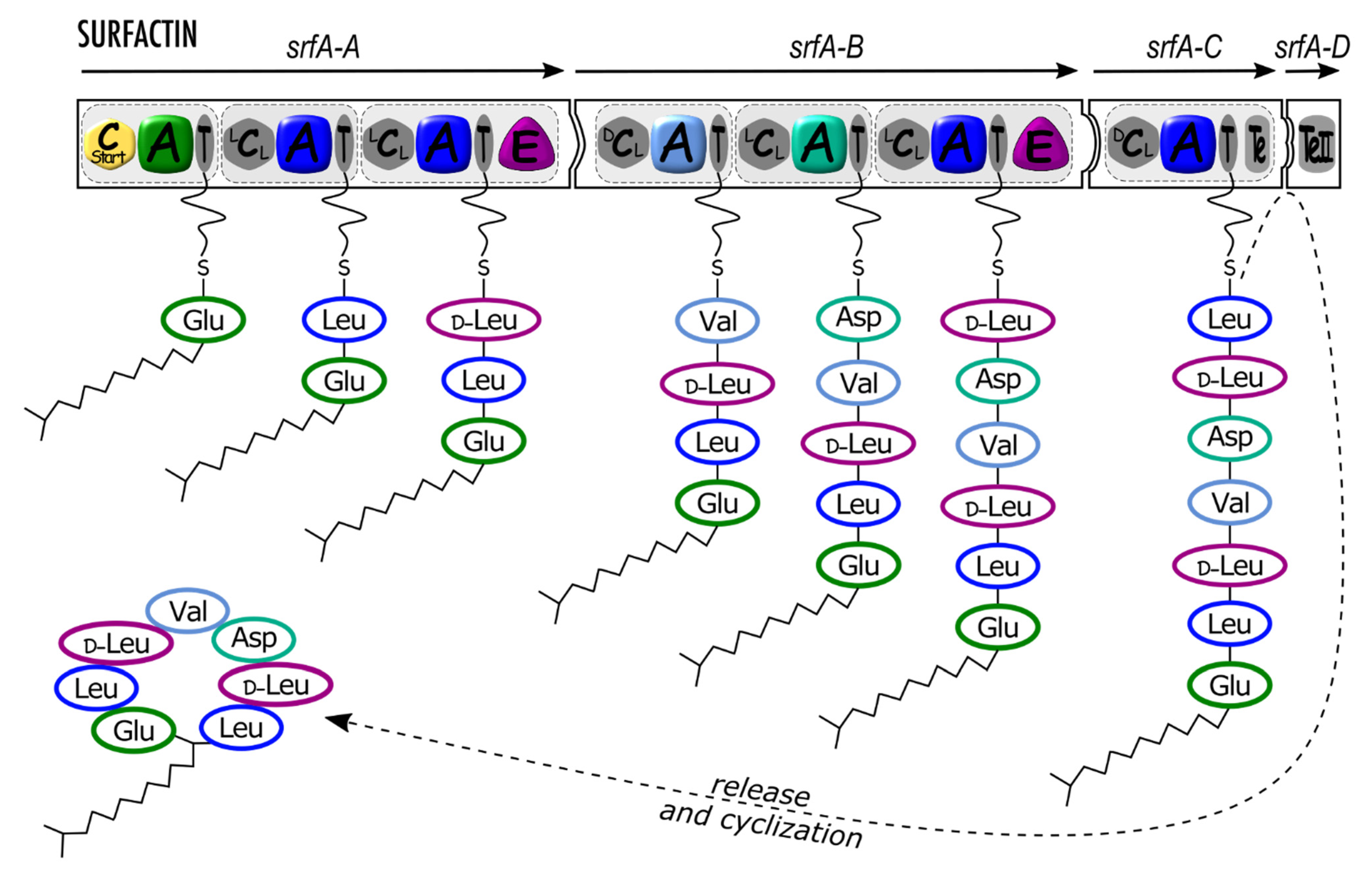 Subdomain dynamics enable chemical chain reactions in non-ribosomal peptide  synthetases