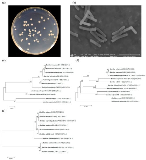 Microorganisms | Free Full-Text | Purification and Characterization of ...