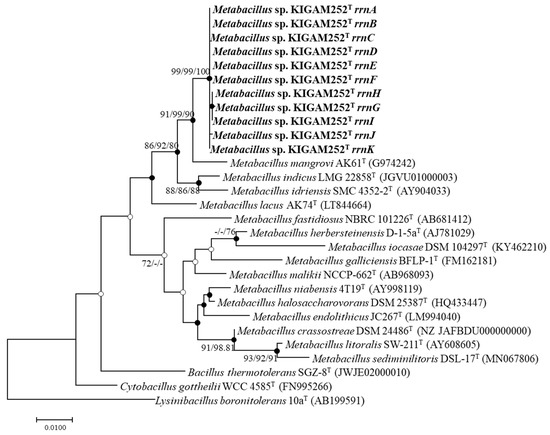 Microorganisms | Free Full-Text | Genomic And Physiological ...