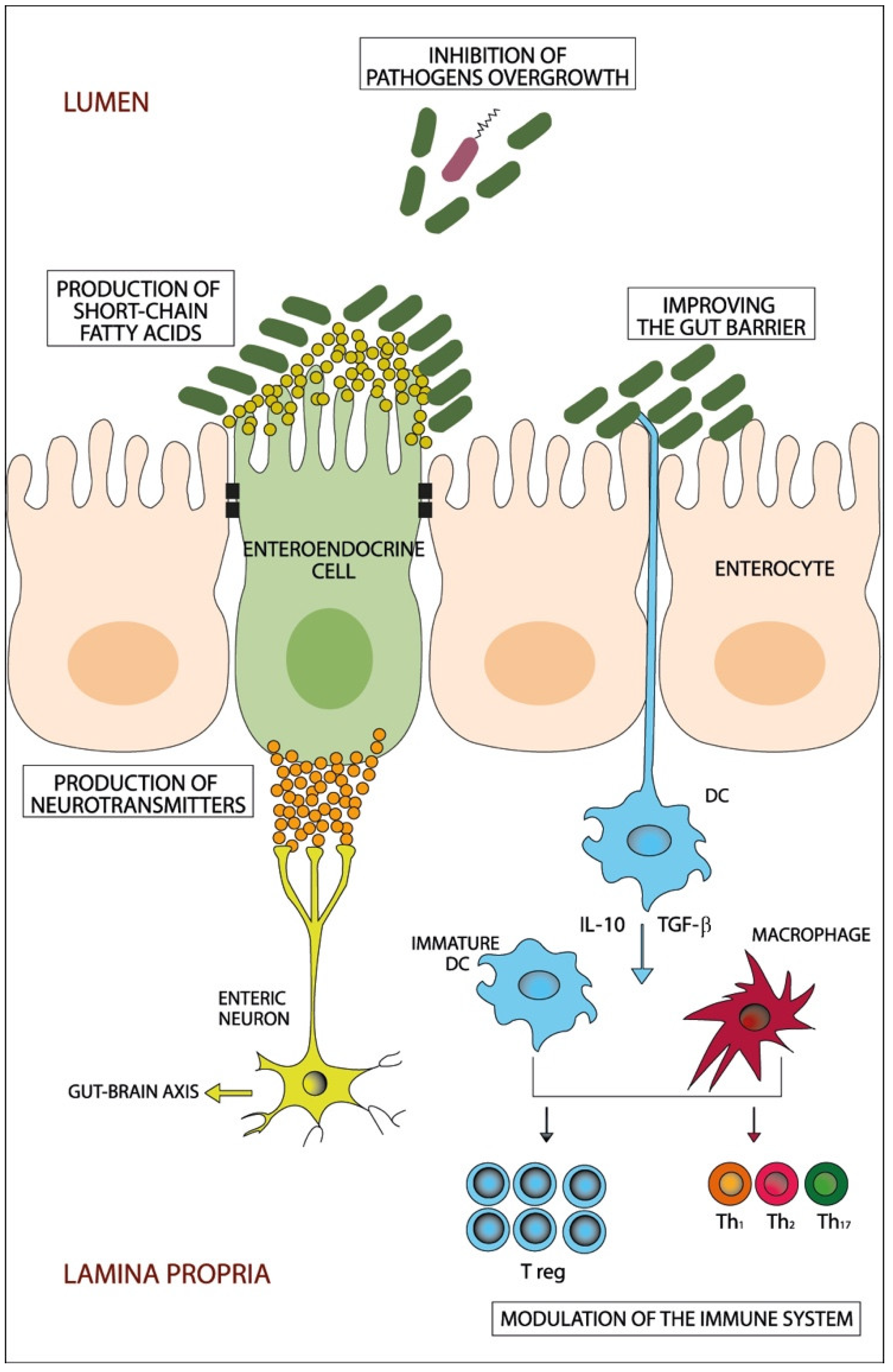 Microorganisms Free Full Text Gut Microbiota Manipulation In Irritable Bowel Syndrome 