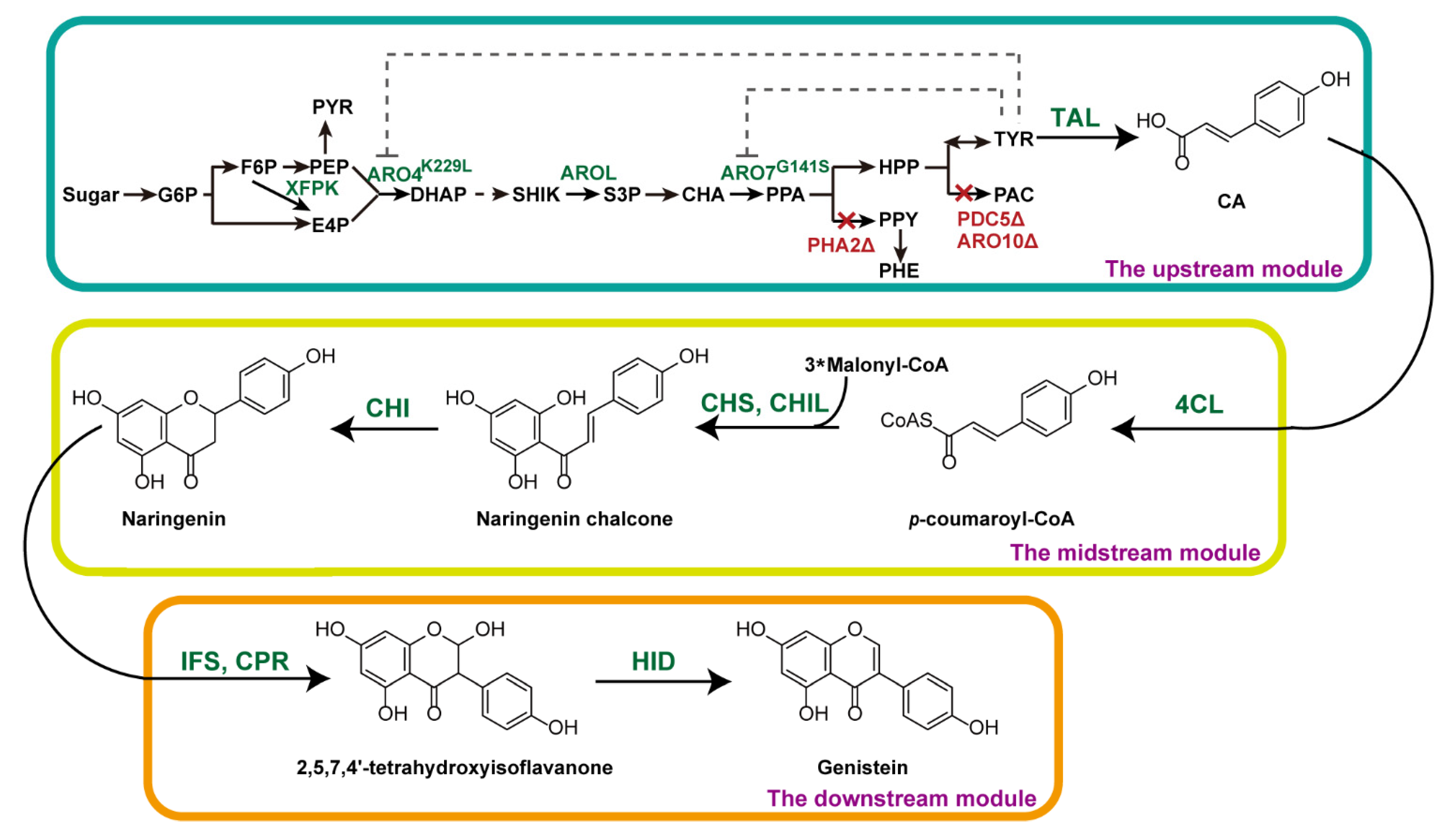 Microorganisms | Free Full-Text | Modular Engineering of Saccharomyces ...