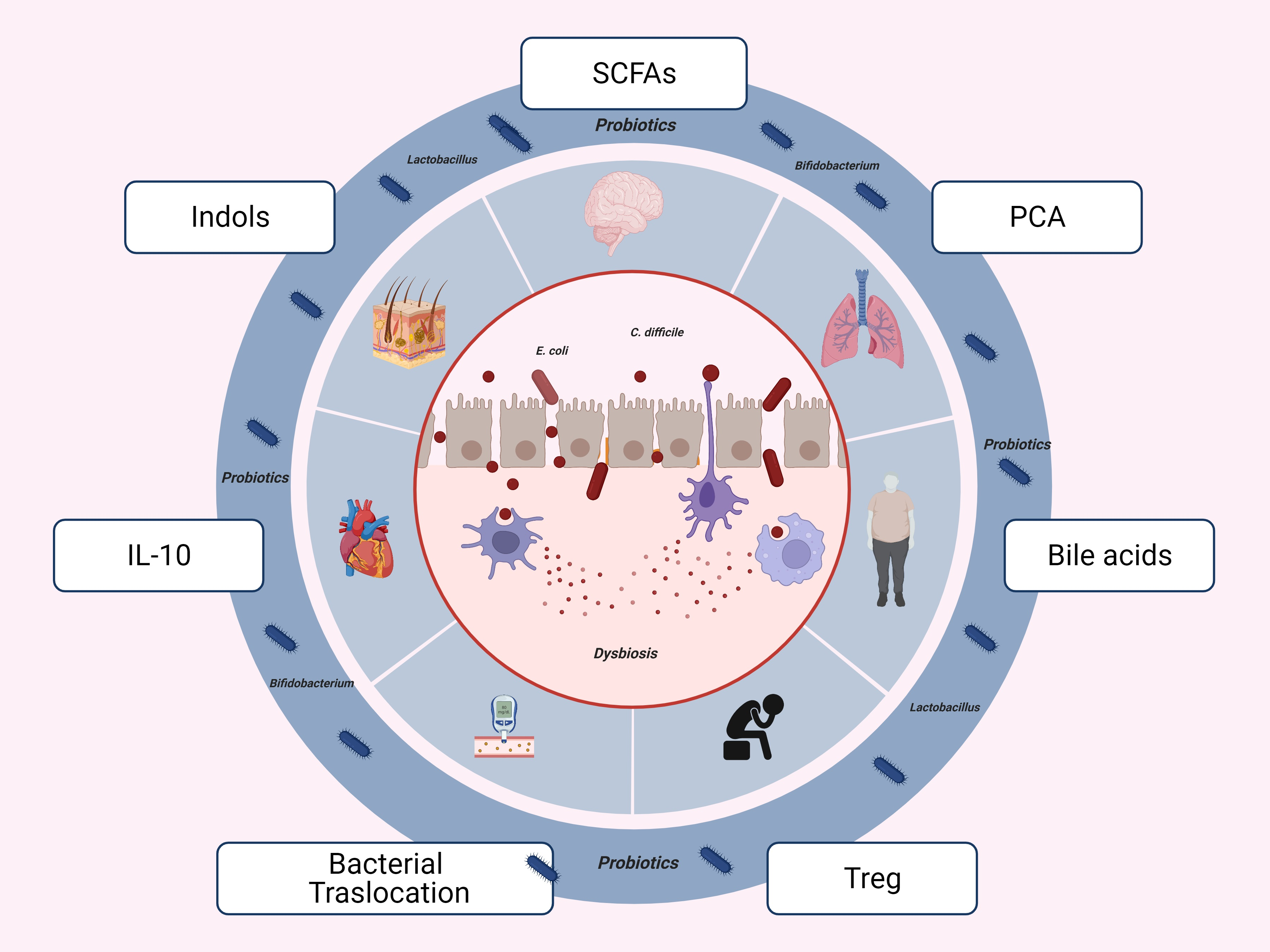 Full-Text | Probiotics: from Health | Free the Protecting Microorganisms Gut Our