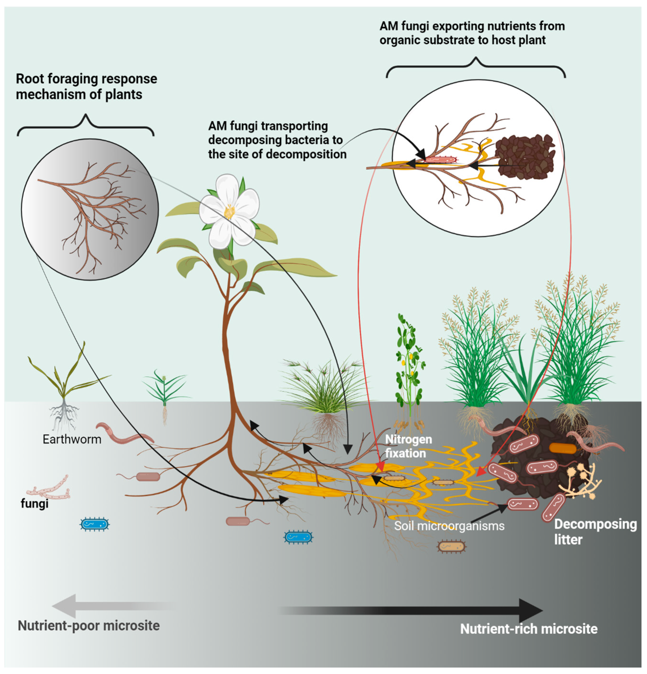 Microorganisms | Free Full-Text | Potential Roles of Soil 