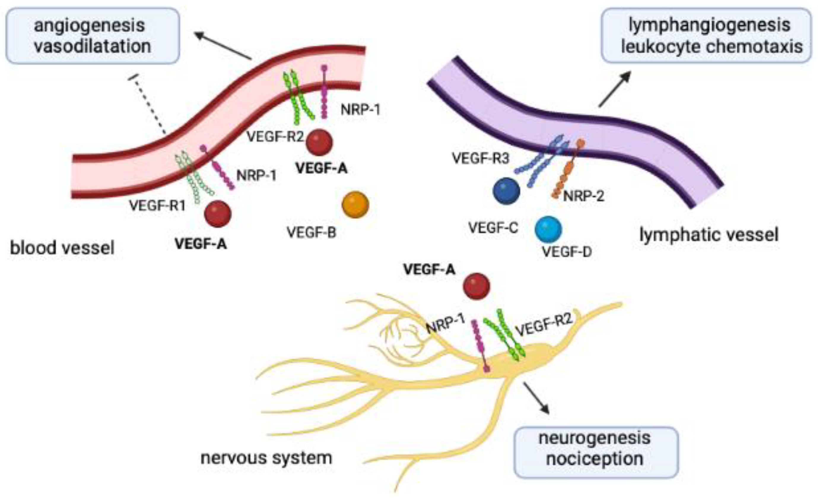 Microorganisms Free Full-Text | Impaired VEGF-A-Mediated Neurovascular Crosstalk by SARS-CoV-2 Spike Protein: A Potential Hypothesis Explaining Long COVID-19 Symptoms and COVID-19 Vaccine Side Effects?