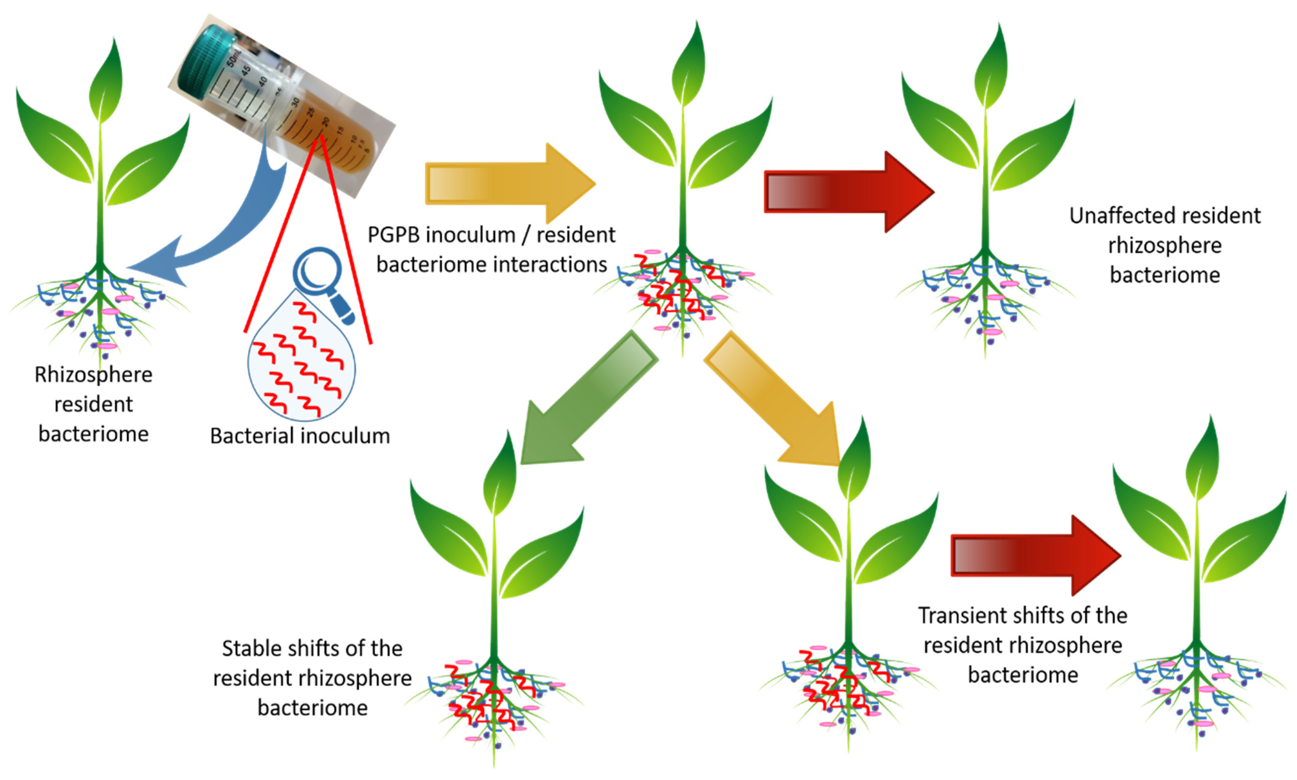 Microorganisms Free Full-Text | of Plant-Beneficial Bacterial Inocula on the Resident Bacteriome: Current Knowledge Future Perspectives