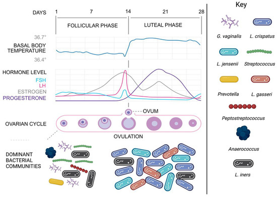 The Vaginal Microbiome In Health And Disease What Role Do Common The Vaginal Microbiome In Health And Disease What Role Do Common