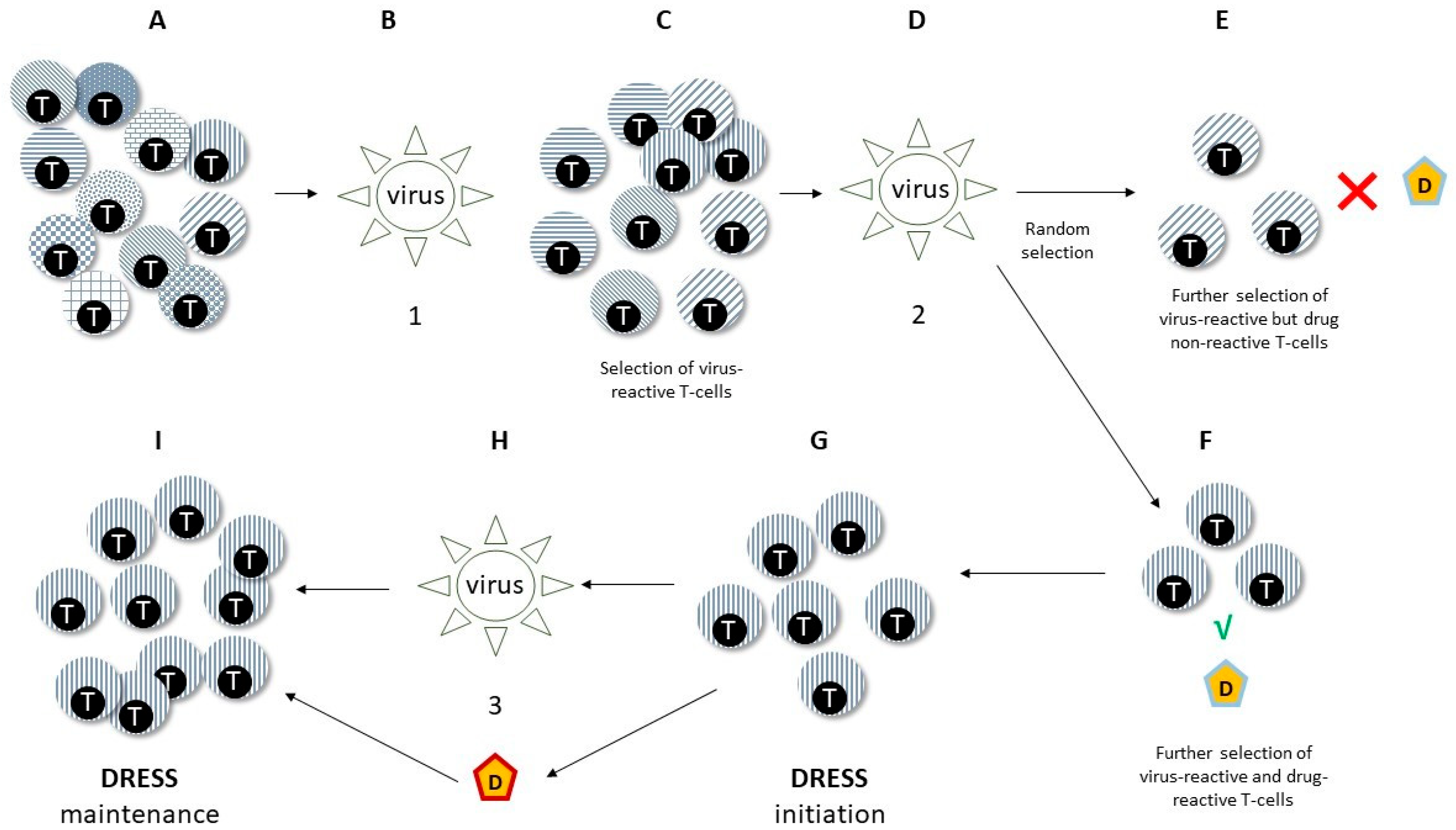Drug Reaction With Eosinophilia And Systemic Symptoms DRESS Focus On Drug Reaction With Eosinophilia And Systemic Symptoms DRESS Focus On