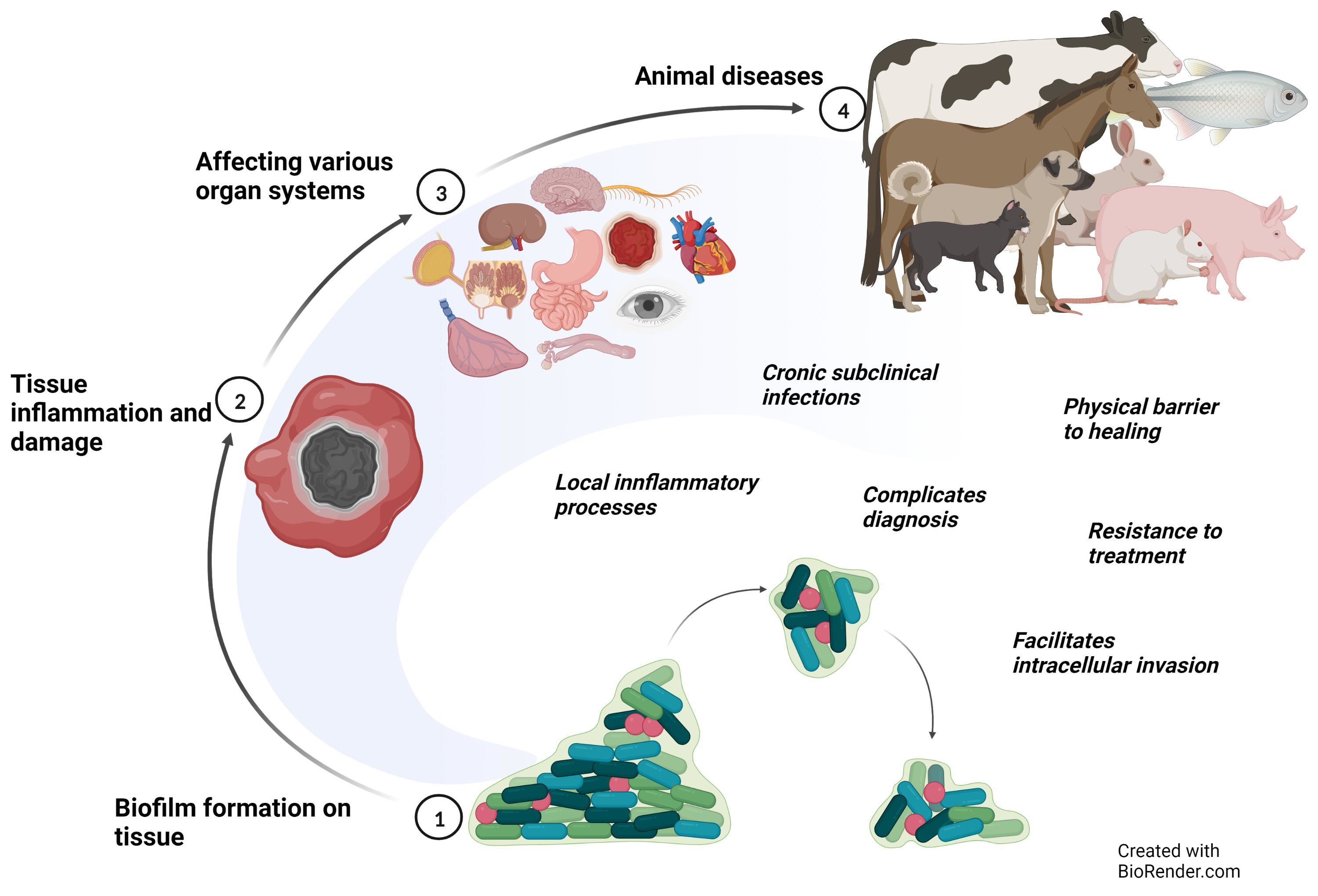 research work on disease caused by microorganisms in animals