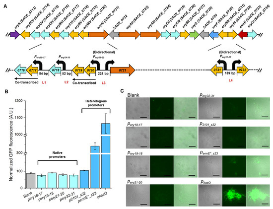 CRISPR/Cas9-Mediated Multi-Locus Promoter Engineering in ery Cluster to ...
