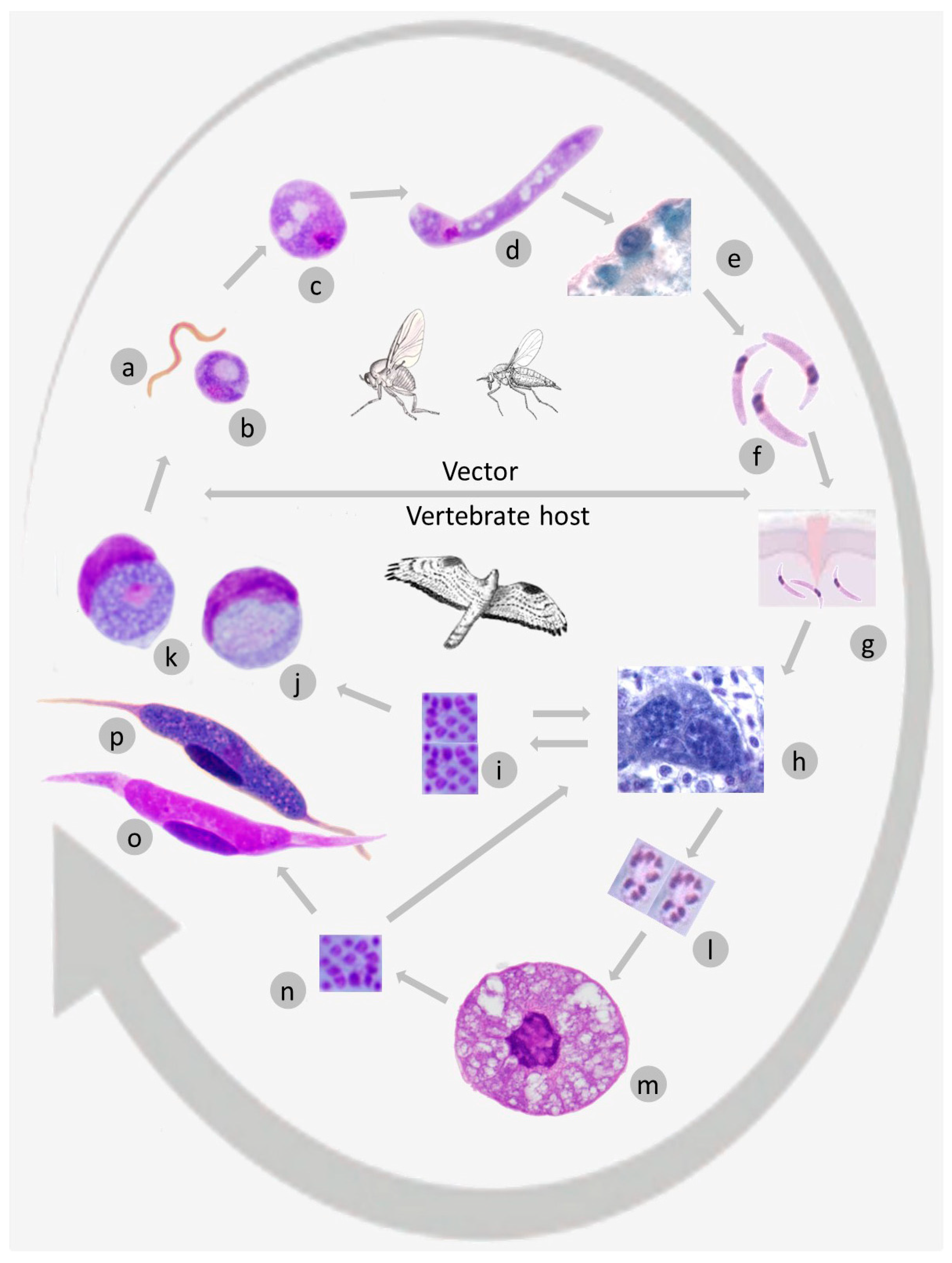 Microorganisms, Free Full-Text