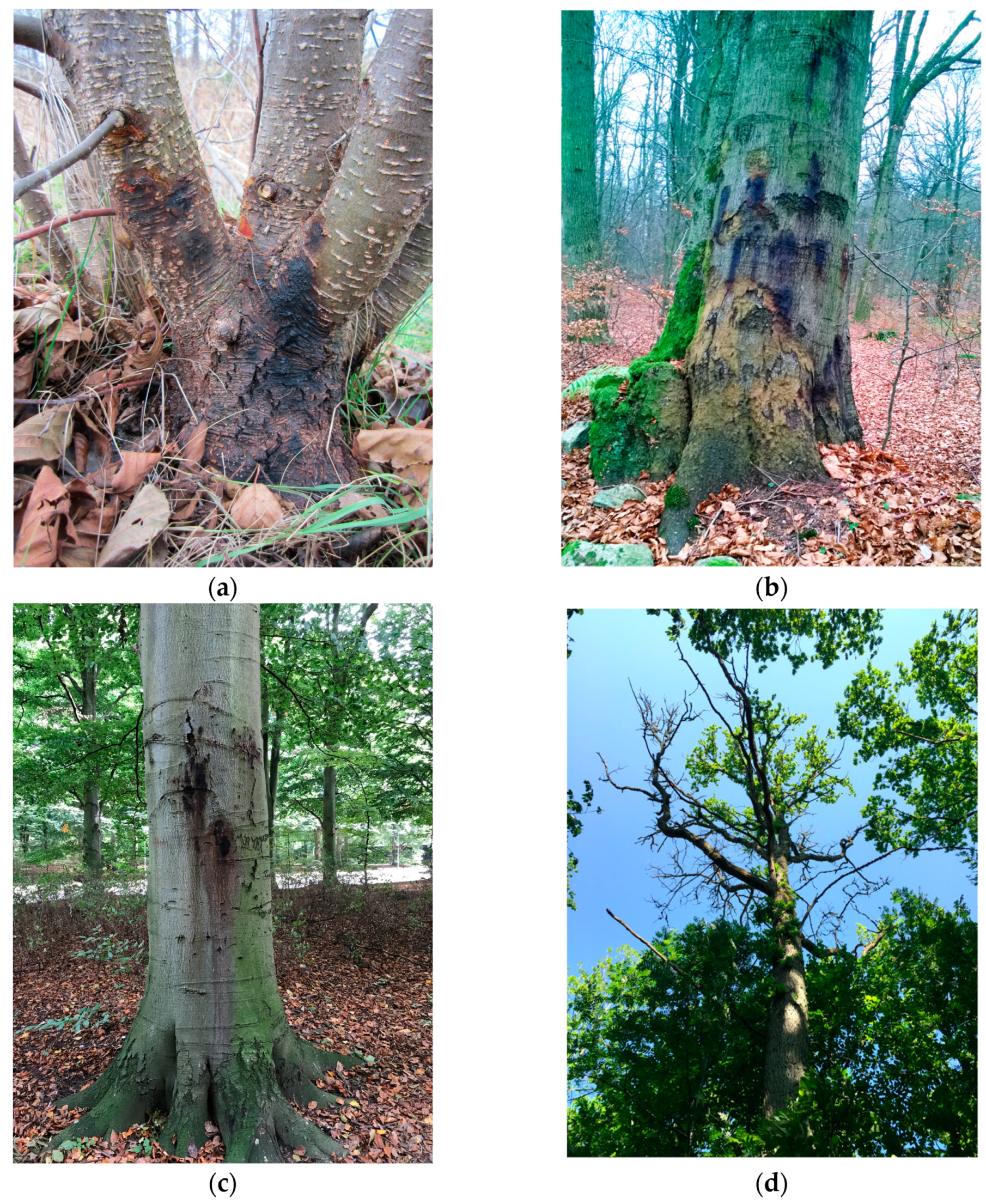 The numbers of woody plants with maximum crown width in a specific size