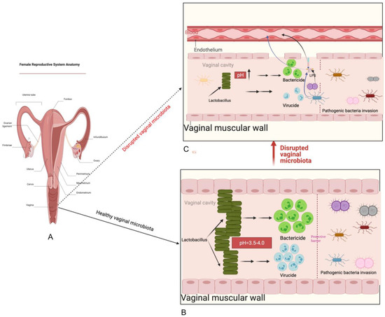 Possible Therapeutic Mechanisms and Future Perspectives of