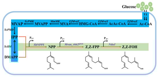 その他 gram Mackinawite nanozymes as reactive oxygen species scavengers