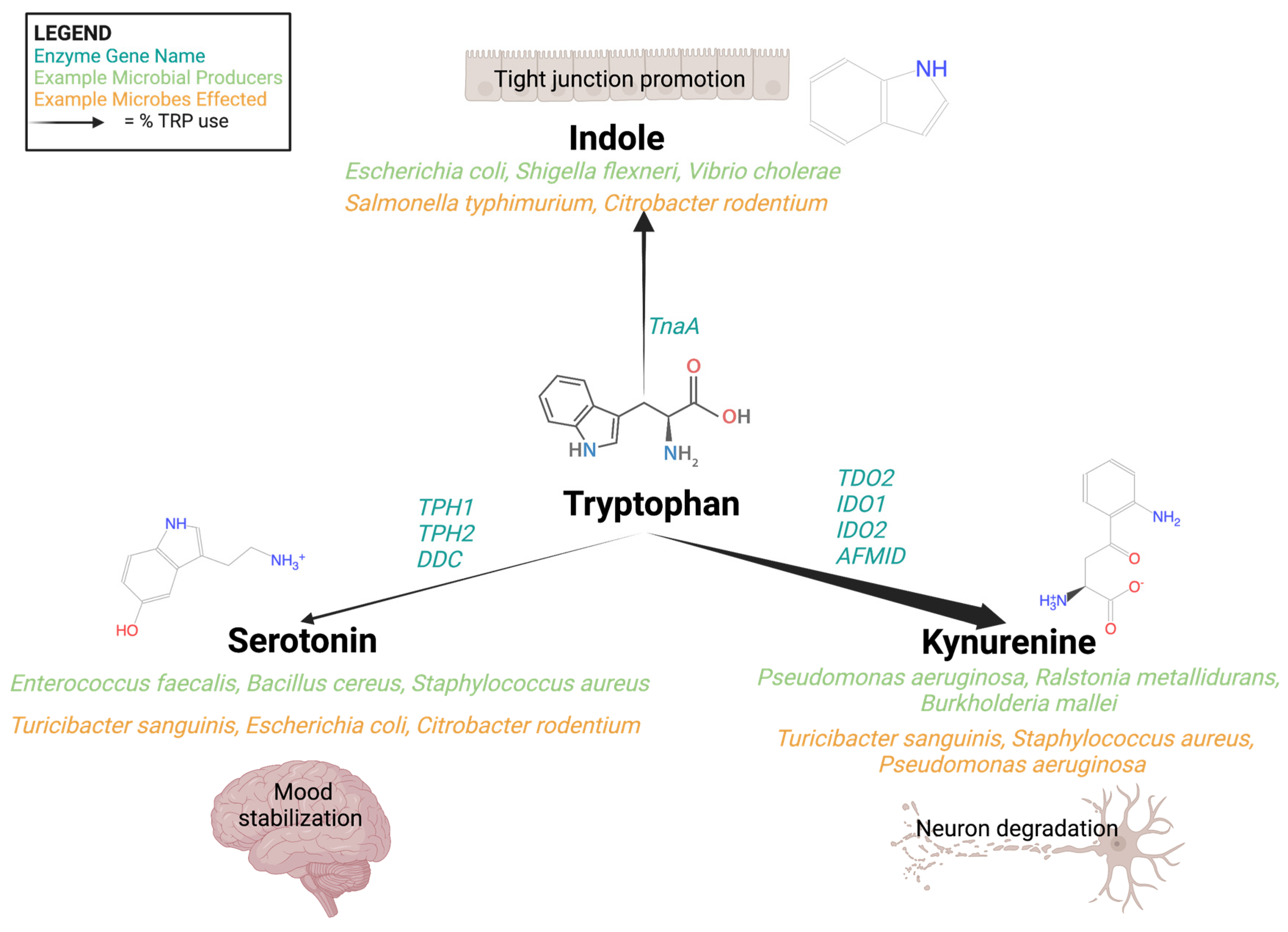 Microorganisms Free Full-Text Microbial-Derived Tryptophan Metabolites and Their Role in Neurological Disease Anthranilic Acid and Anthranilic Acid Derivatives photo