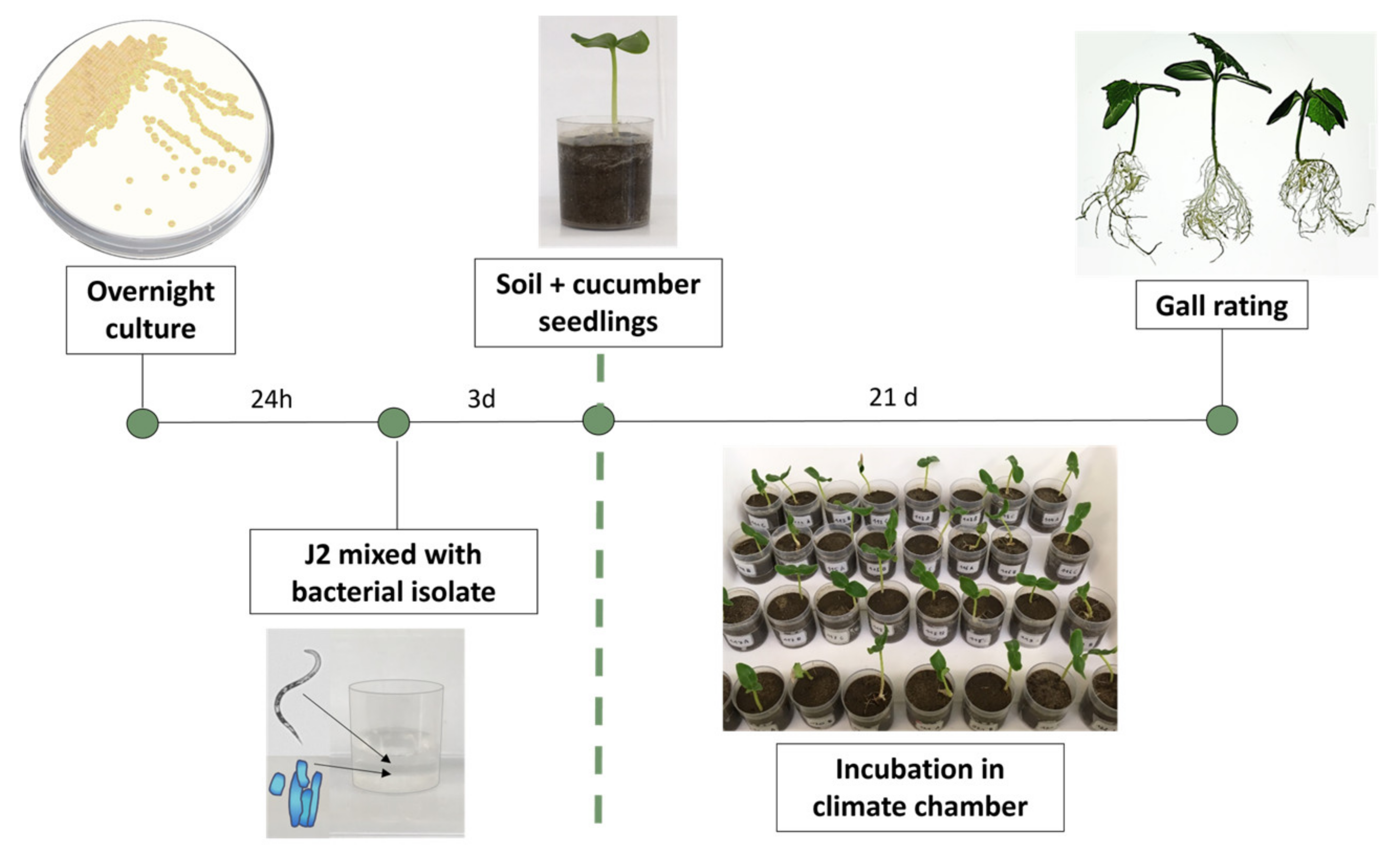 Microorganisms Free Full Text A Novel Robust Screening Assay