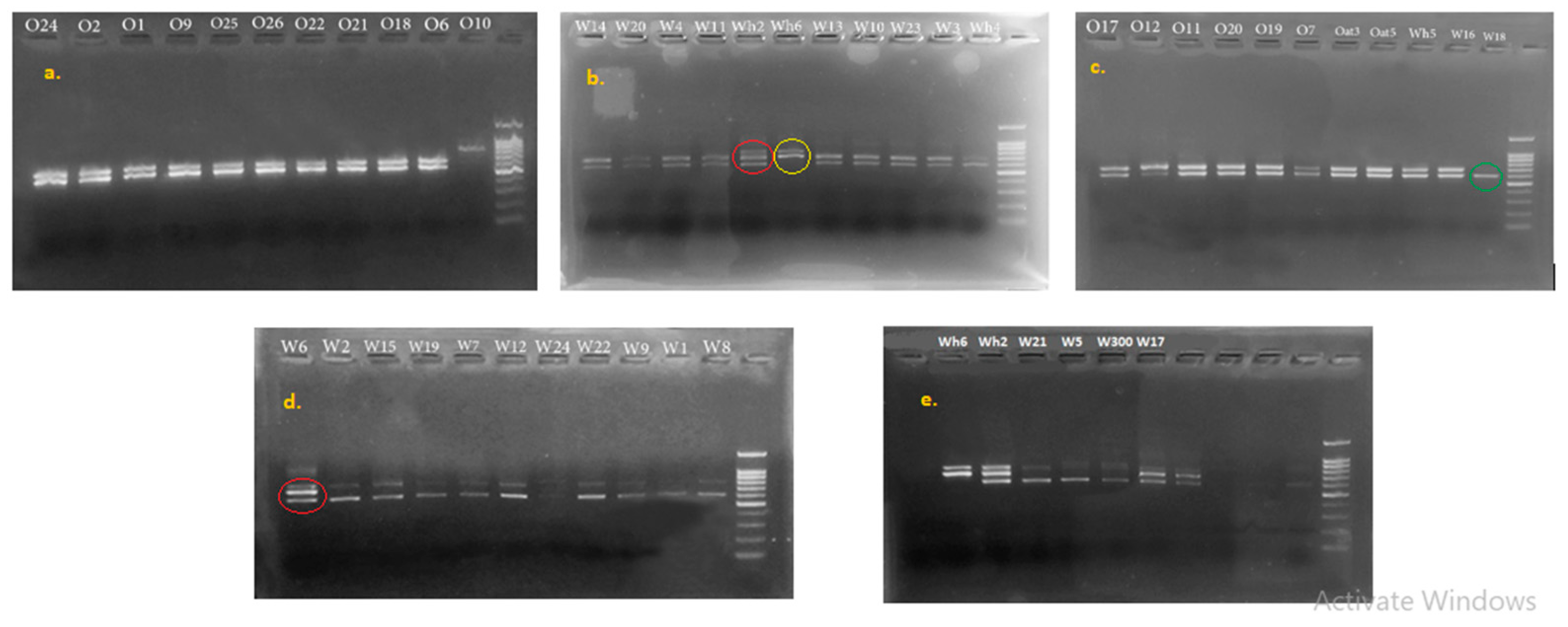 Microorganisms | Free Full-Text | Molecular Characterization of