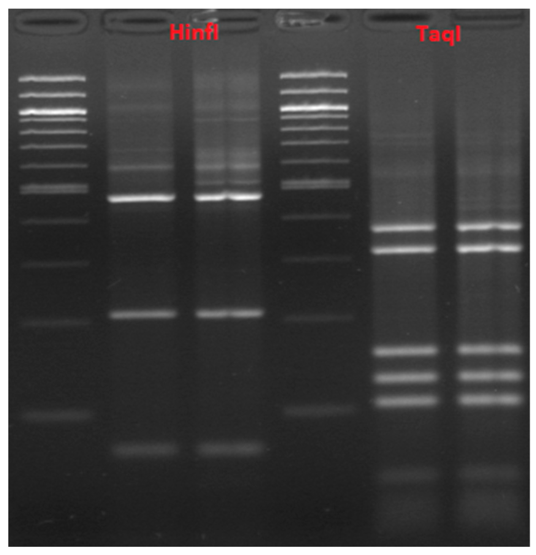 Microorganisms | Free Full-Text | Molecular Characterization Of Lactic ...