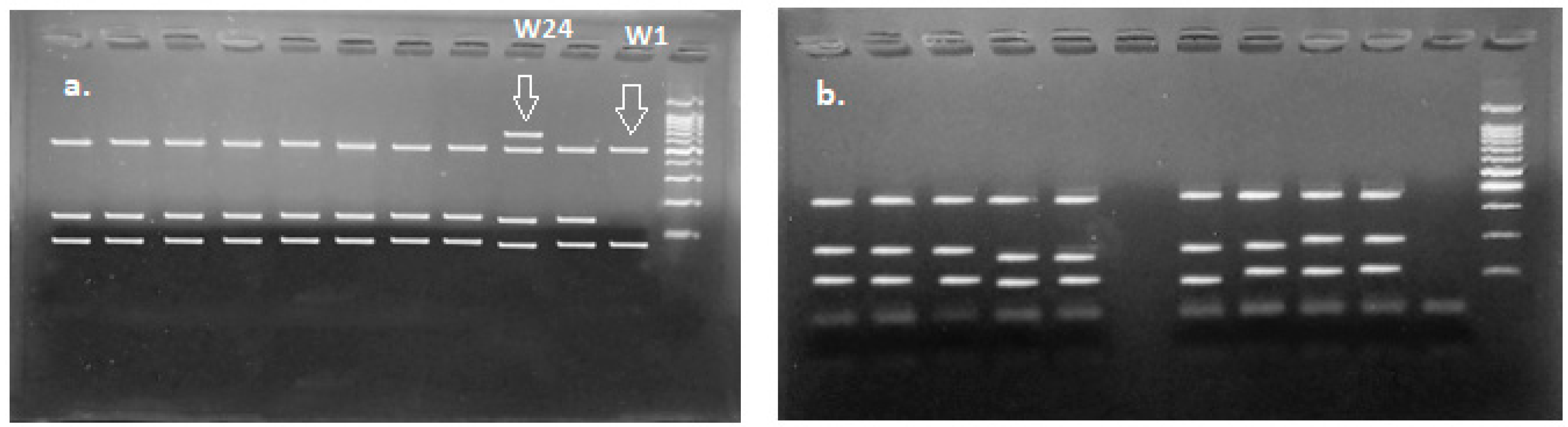 Microorganisms | Free Full-Text | Molecular Characterization Of Lactic ...