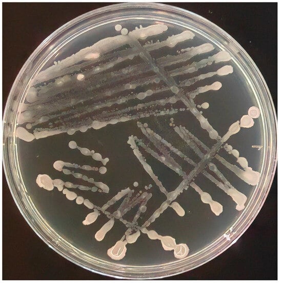 Biological Characterization and Whole-Genome Analysis of
