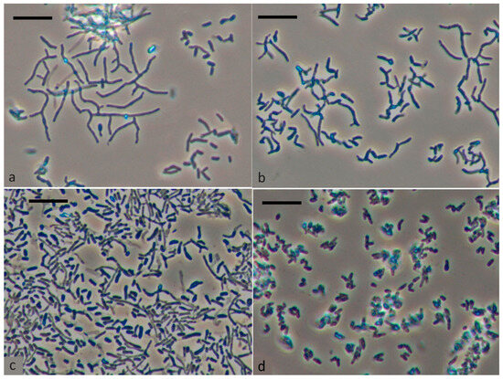 Microorganisms | Free Full-Text | Removal of Phenol by Rhodococcus ...