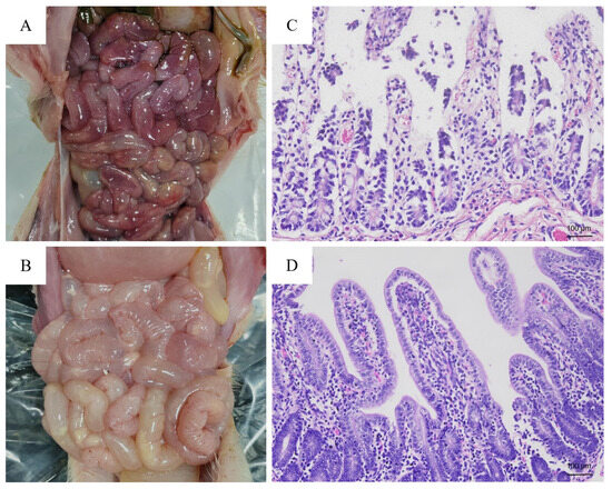 Microbial Community and Metabolome Analysis of the Porcine